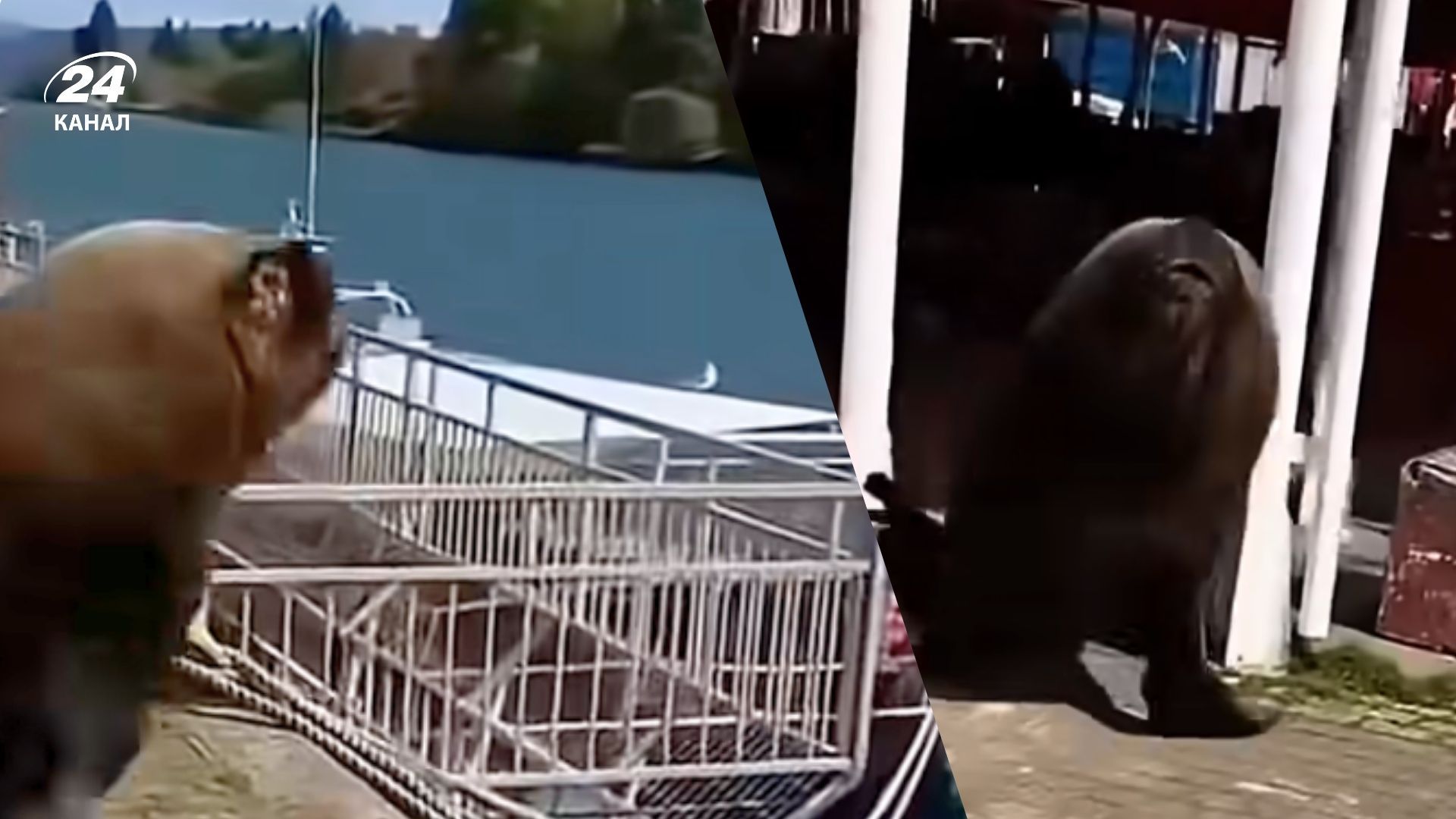  Туриста налякав величезний морський мешканець, коли він знімав відео - Travel