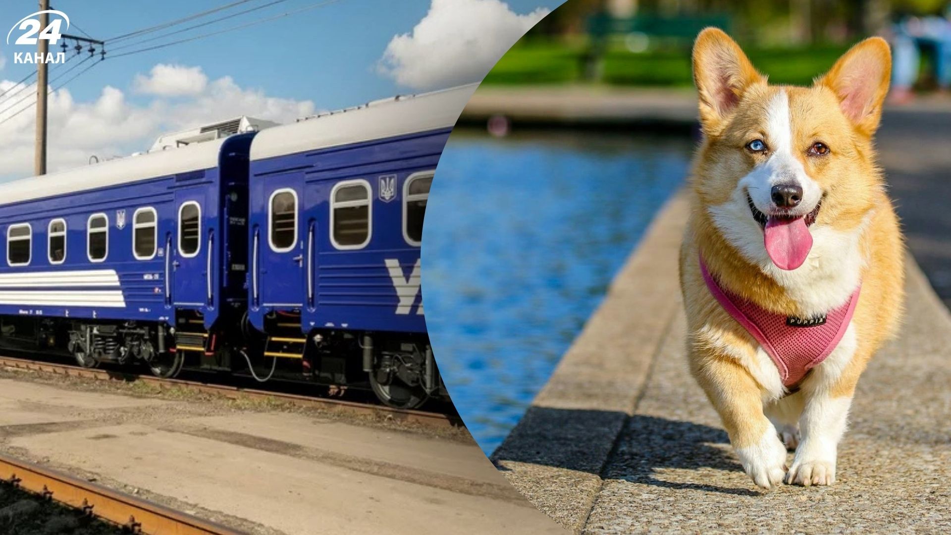 Какие есть правила для перевозки животных в поезде Какие есть правила для перевозки животных в поезде