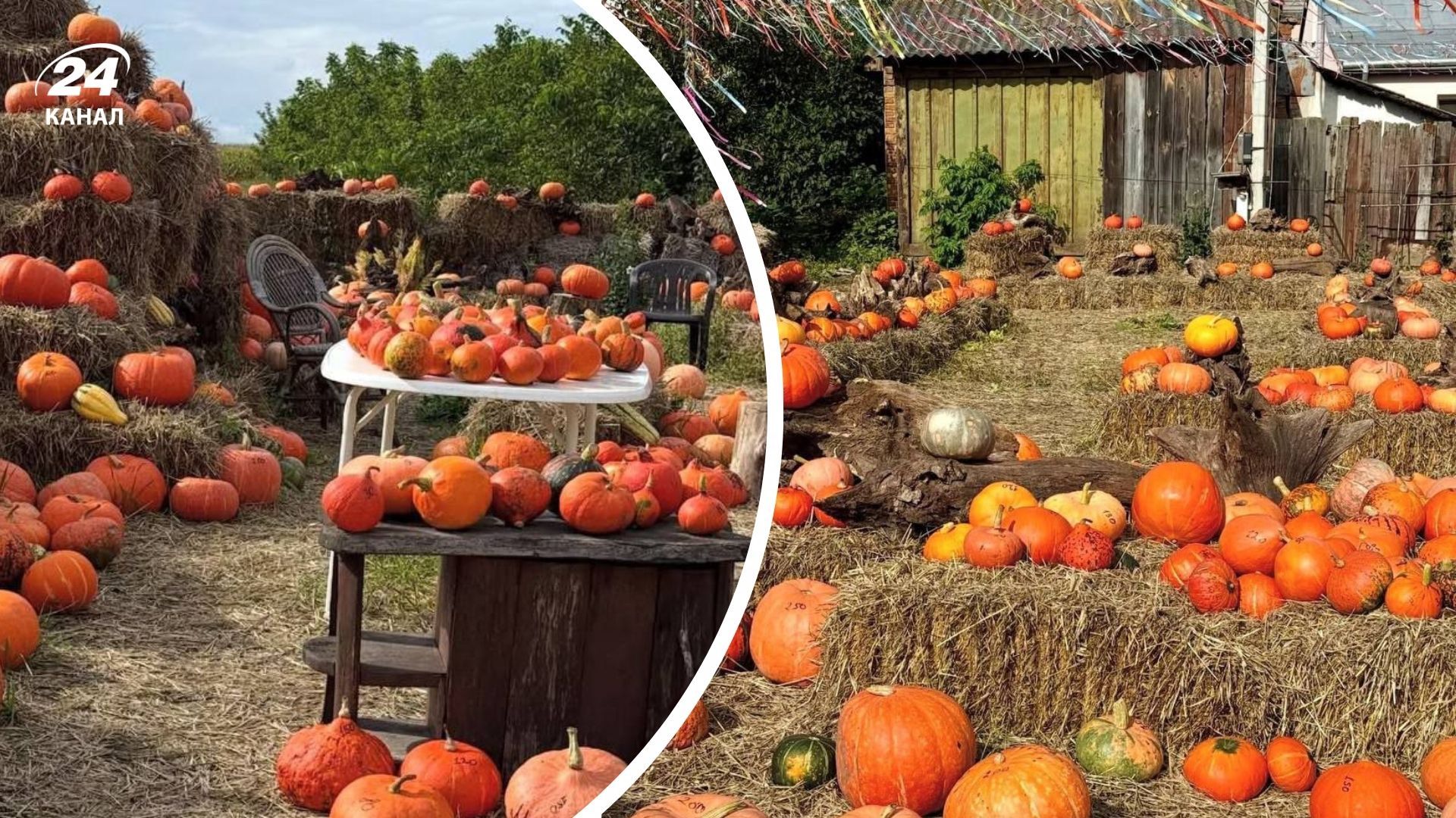 Где возле Львова находится инстаграмная локация для осенних фото - Travel Где возле Львова находится инстаграмная локация для осенних фото - Travel