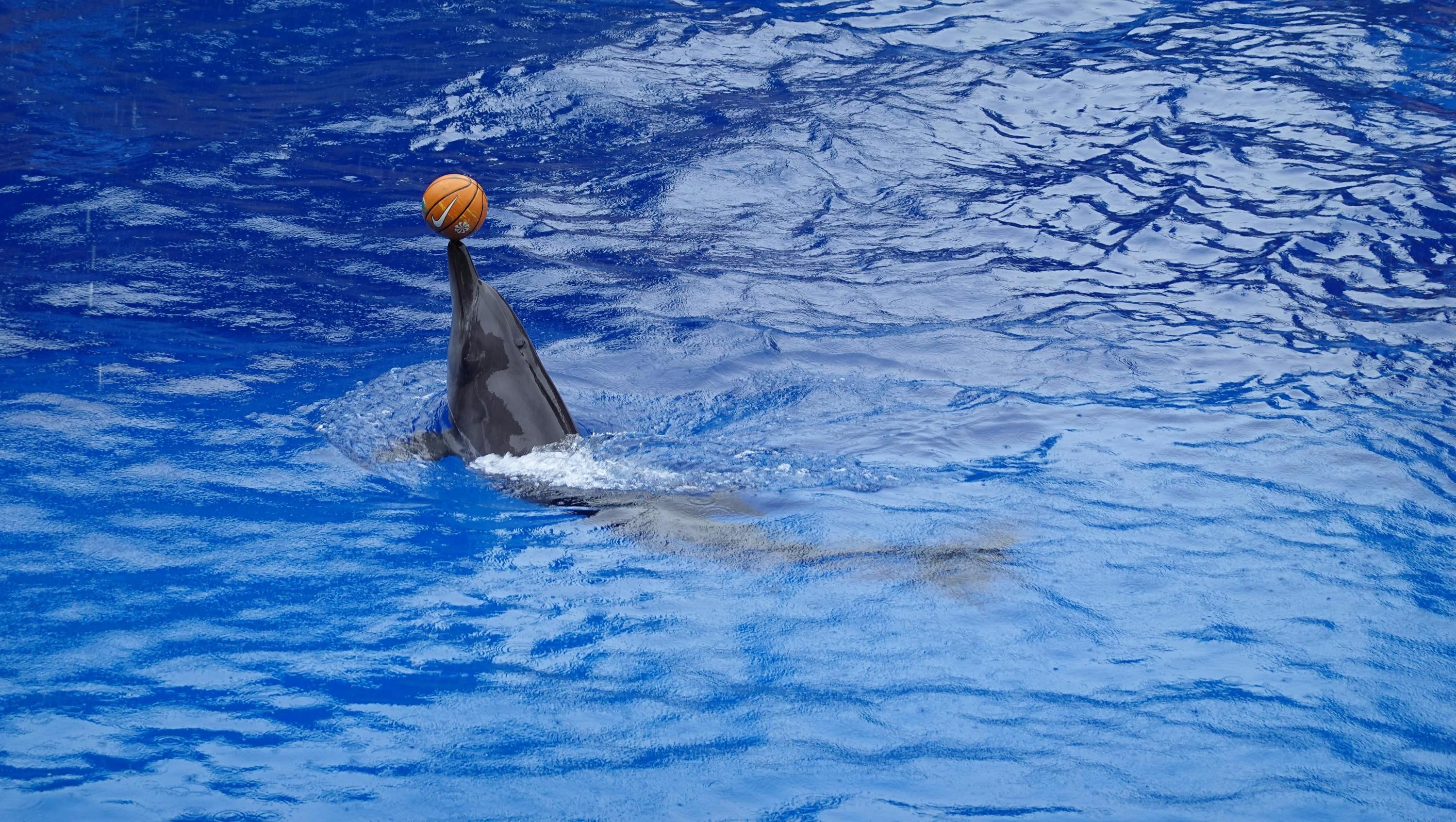 Де в Україні є дельфінарії і які ціни за вхід