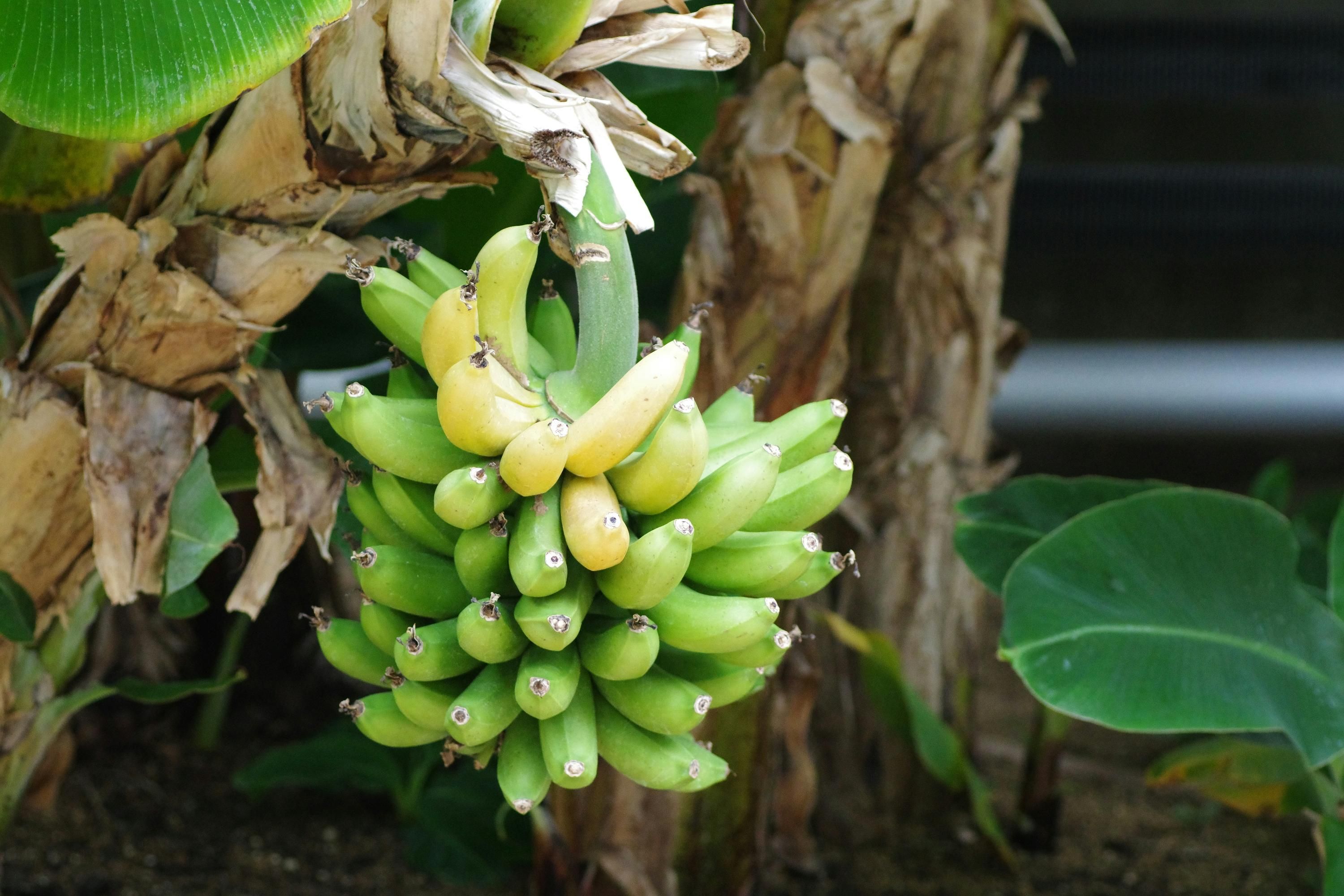 "Бананова ферма" під Києвом "Бананова ферма" під Києвом