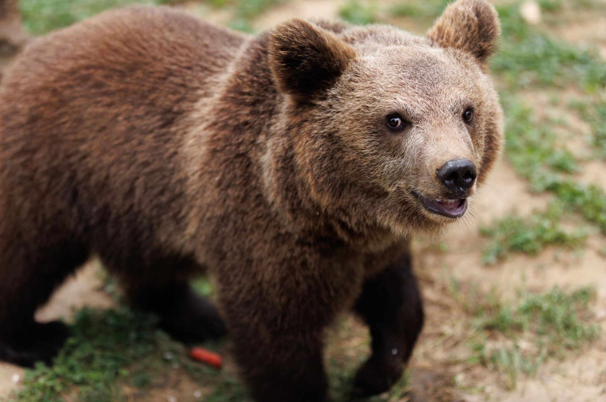 Ведмежий притулок "Домажир" Ведмежий притулок "Домажир"