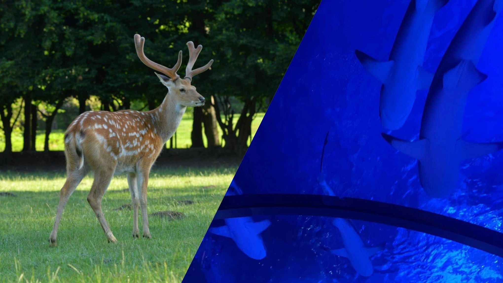 Где возле Львова посмотреть на животных Где возле Львова посмотреть на животных