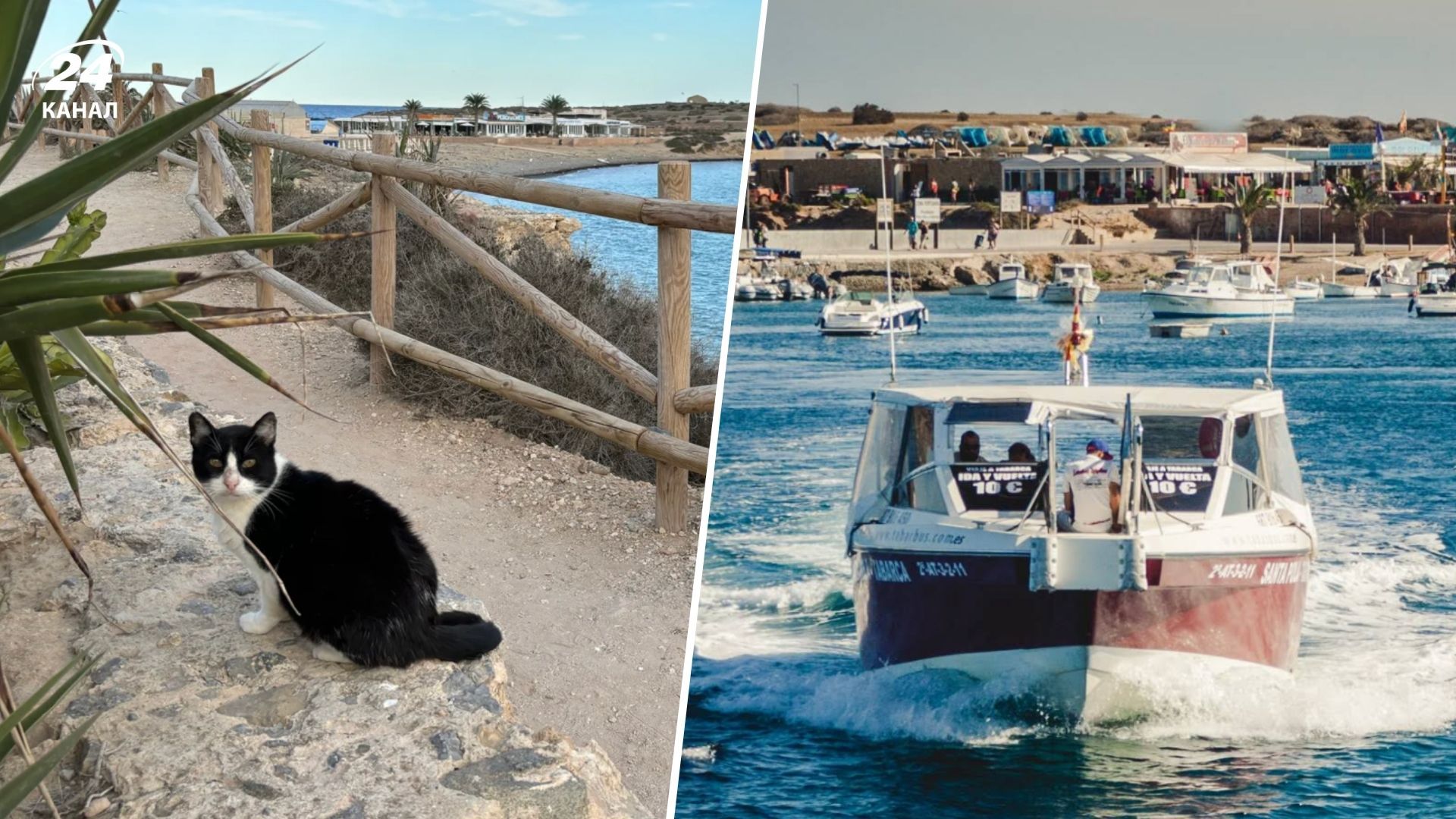 Как живут люди на острове Табарка, где котов больше, чем населения Как живут люди на острове Табарка, где котов больше, чем населения