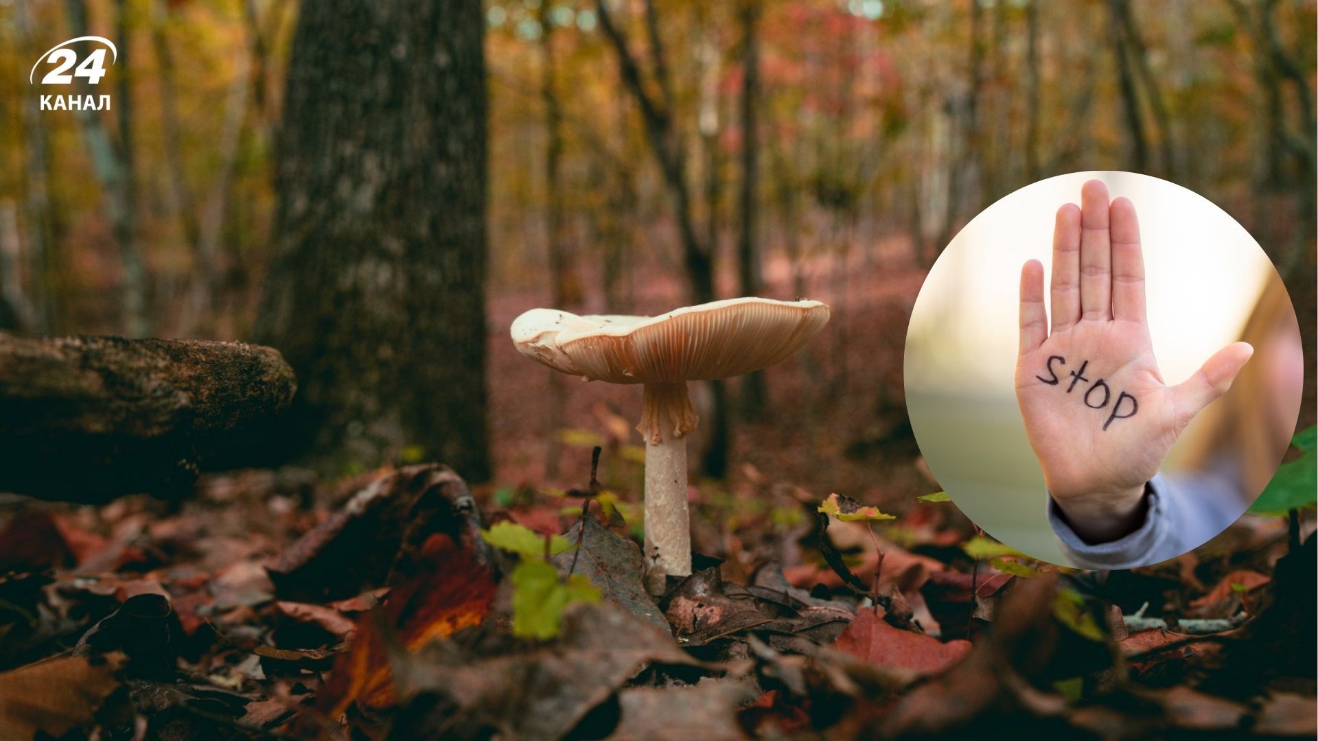 Правила збирання грибів в Україні - за що є штрафи, де збирати заборонено - Travel Правила збирання грибів в Україні - за що є штрафи, де збирати заборонено - Travel