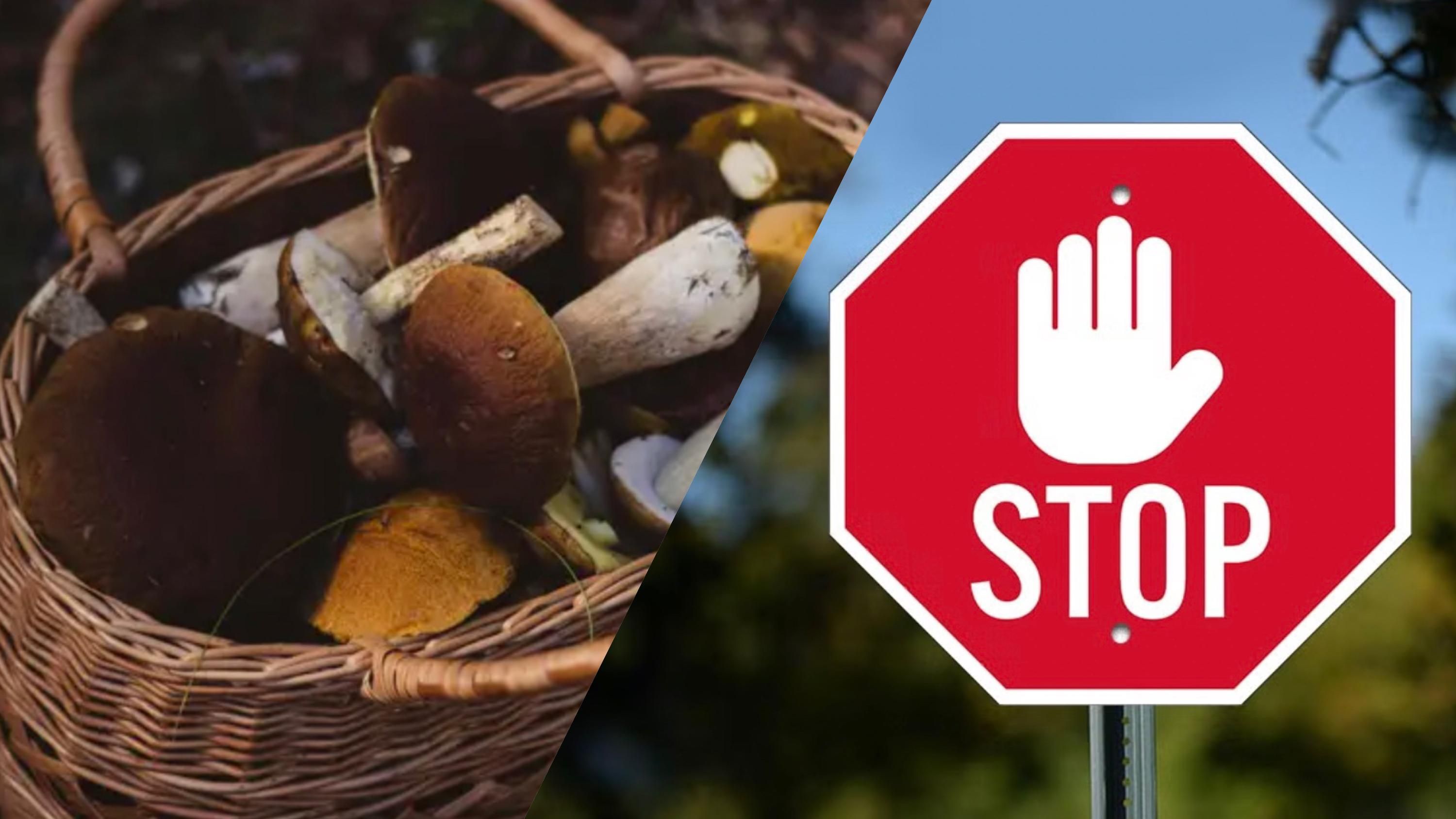 Какие грибы нельзя собирать в Украине Какие грибы нельзя собирать в Украине