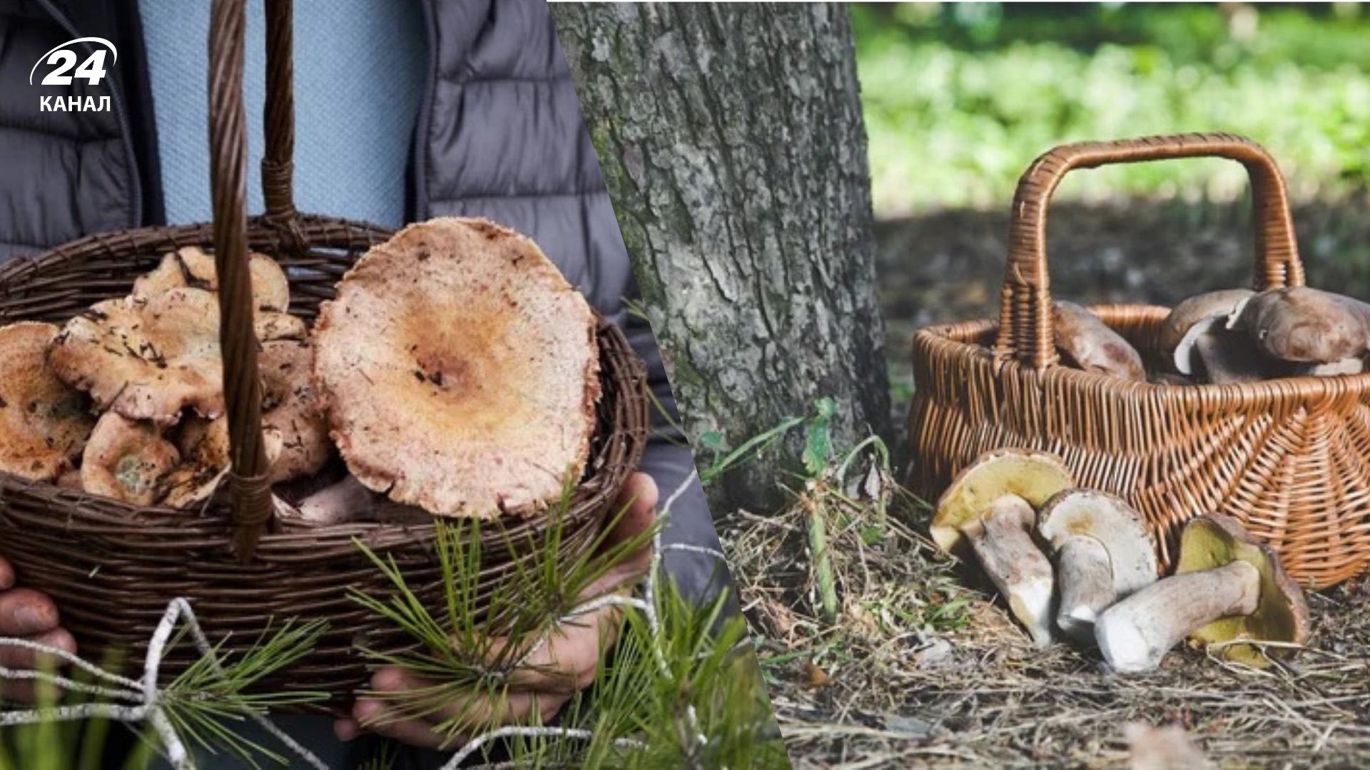 Які є види грибів у Карпатах Які є види грибів у Карпатах