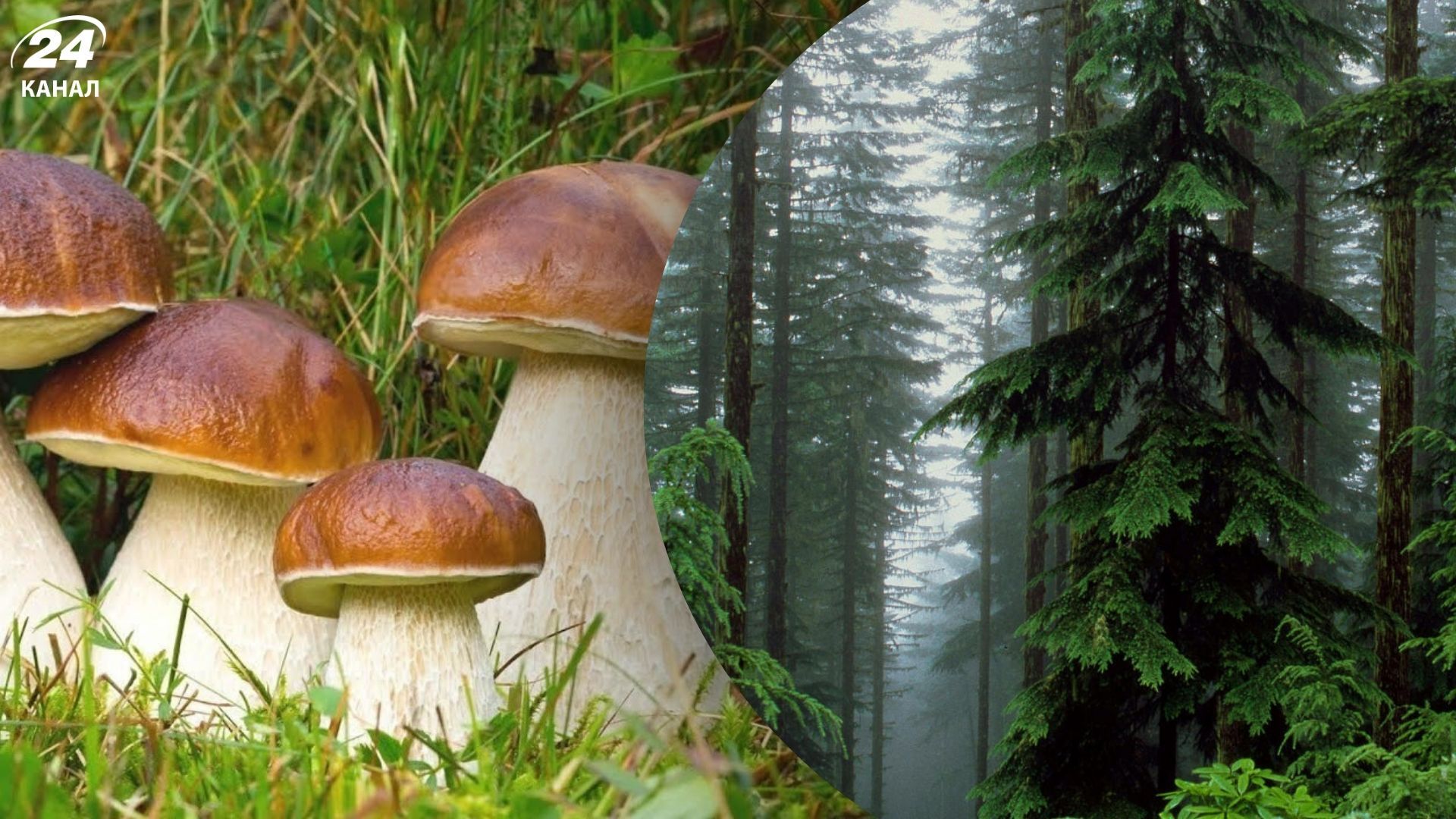 Где в лесу растут белые грибы - места, в которых стоит искать