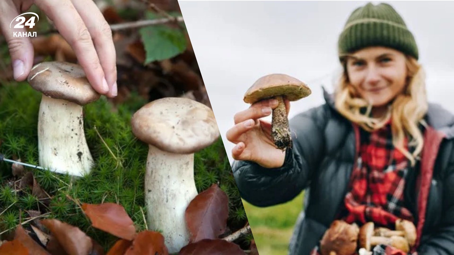 Як правильно збирати гриби Як правильно збирати гриби