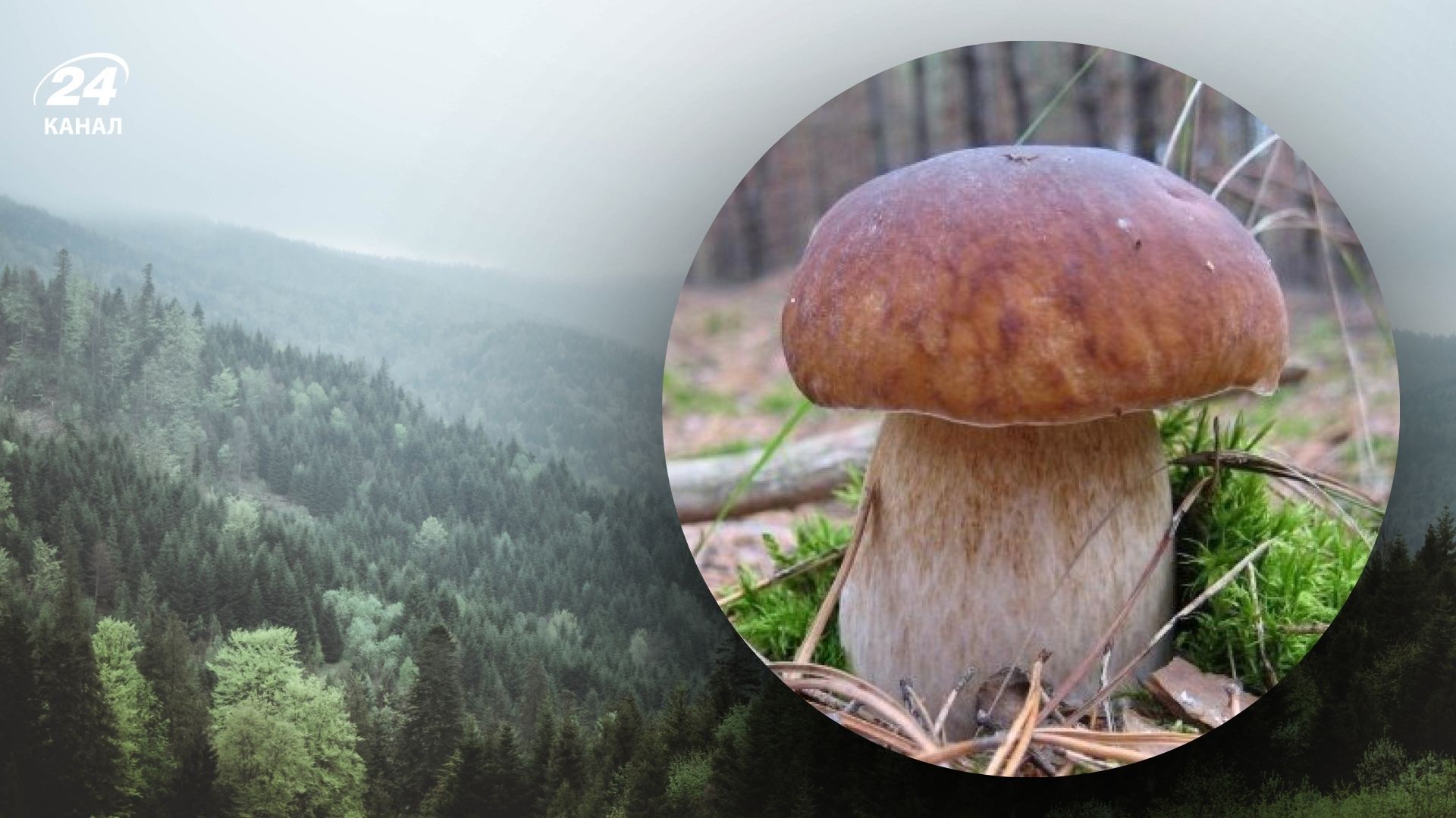 Где больше всего растут белые грибы - белые грибы растут в Карпатах и на Полесье - Travel Где больше всего растут белые грибы - белые грибы растут в Карпатах и на Полесье - Travel