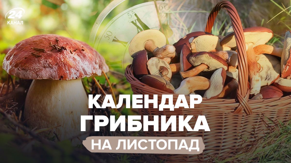 Когда лучше ходить за грибами в ноябре Когда лучше ходить за грибами в ноябре