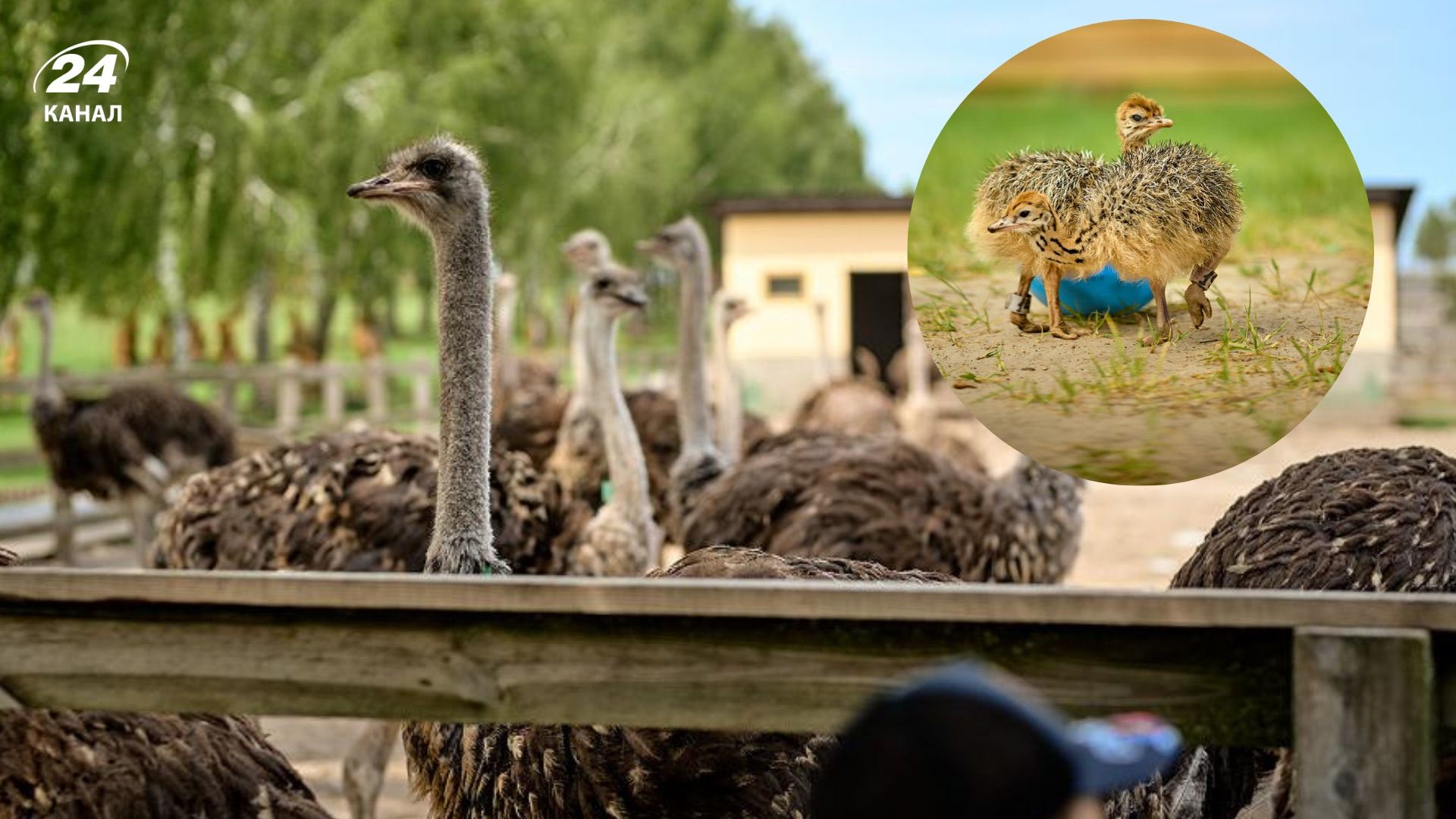 Самая большая страусиная ферма Украины Самая большая страусиная ферма Украины