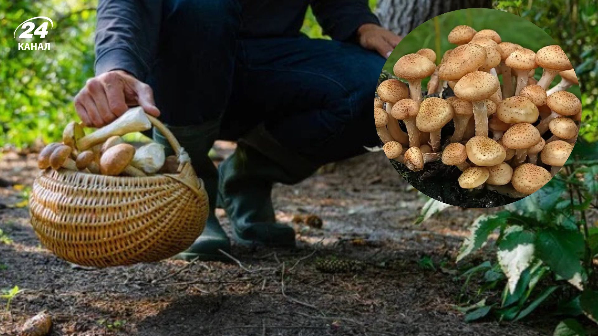 Где собирать опята Где собирать опята