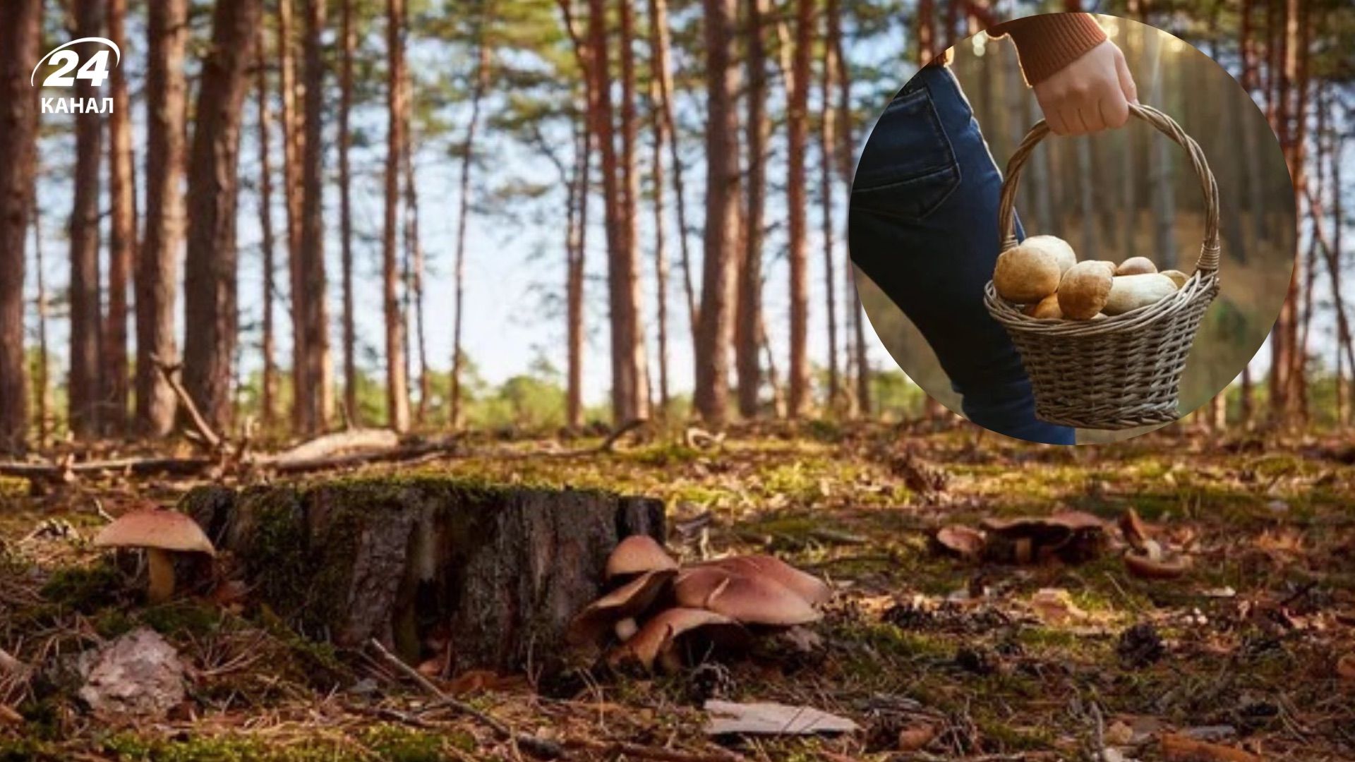 Где собирать грибы на Львовщине Где собирать грибы на Львовщине