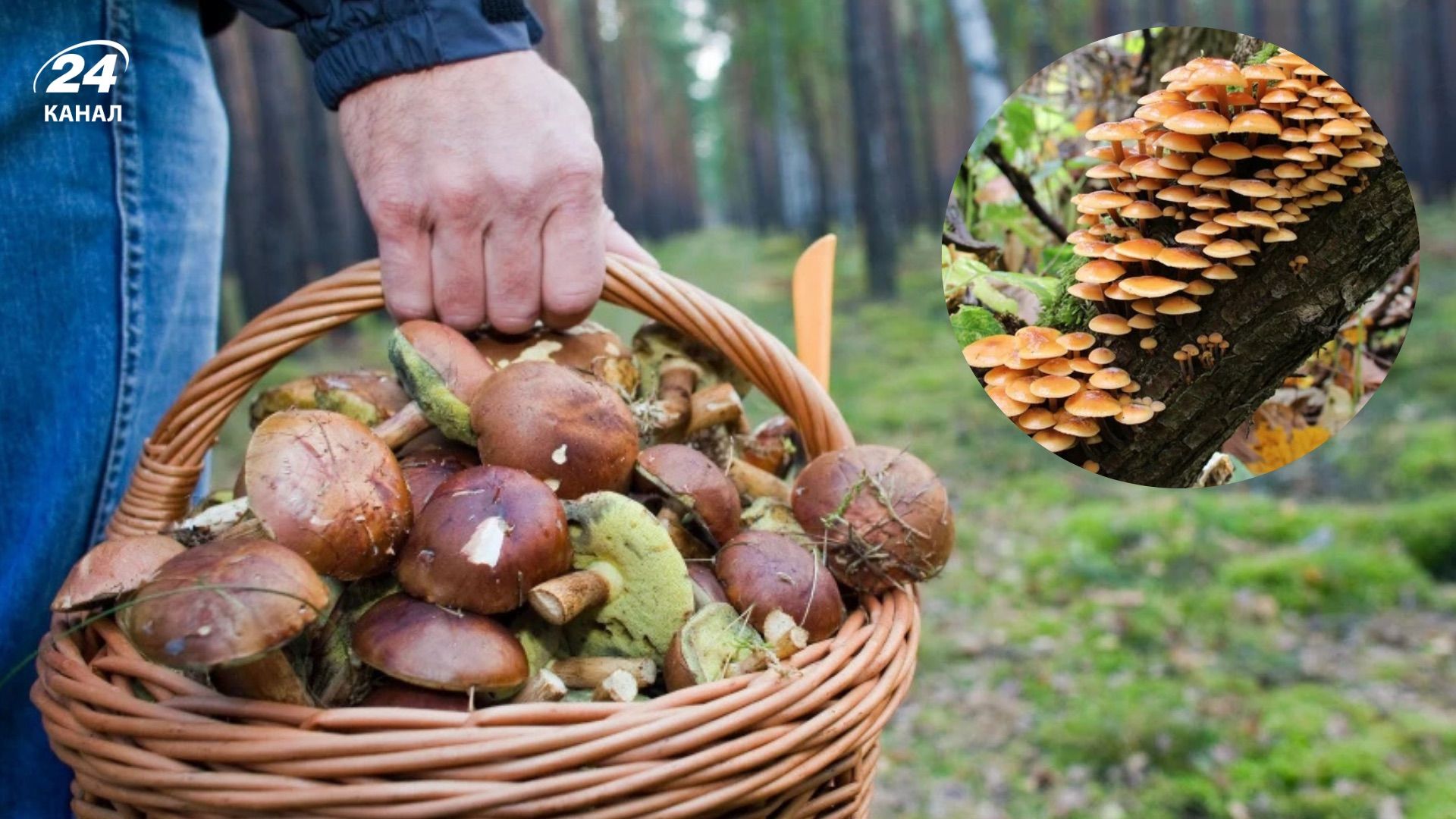 Корисне про опеньки Корисне про опеньки