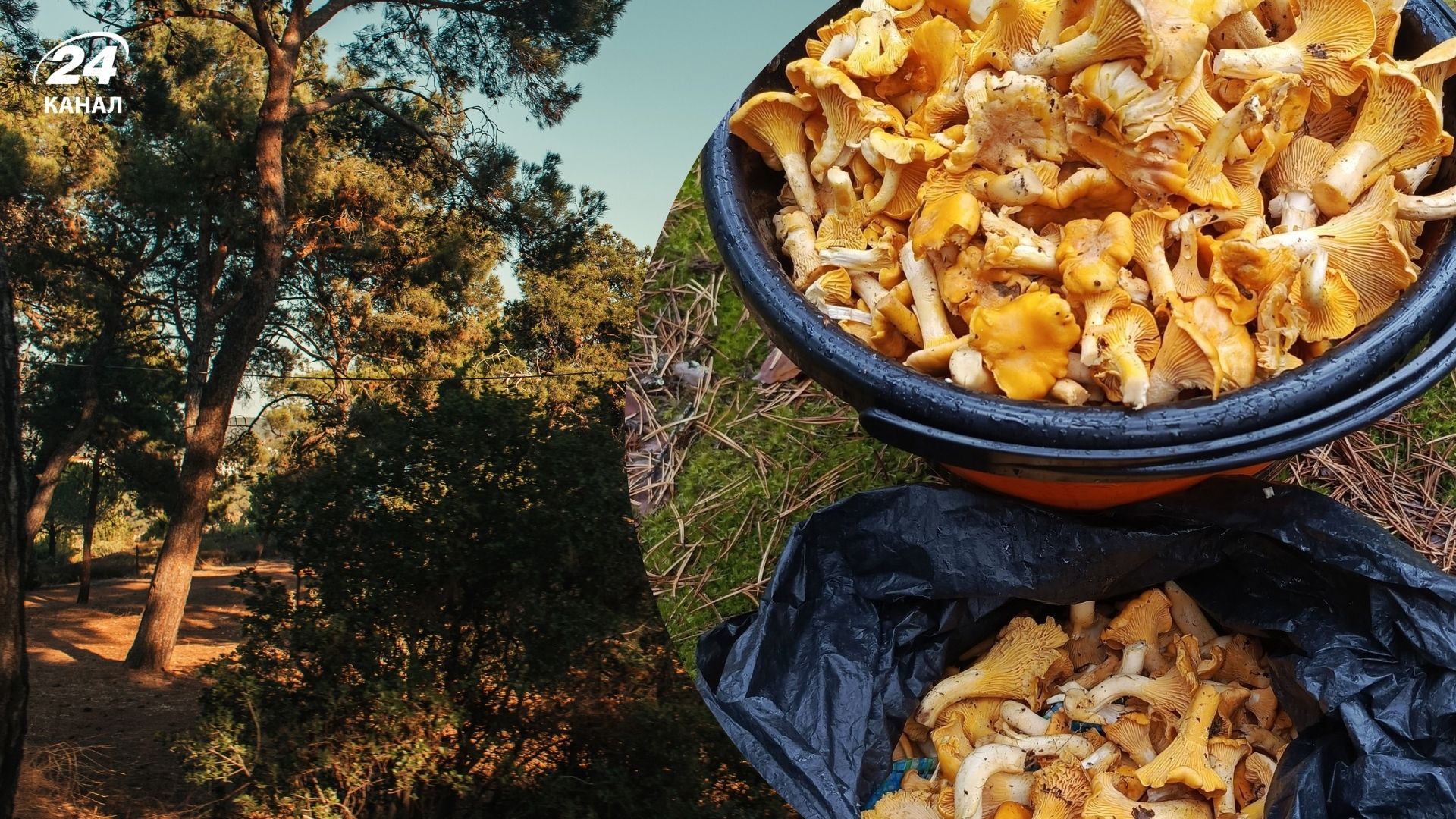 Грибы лисички настоящие и ненастоящие - фото