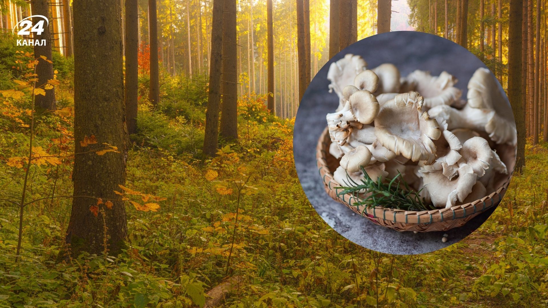 Грибы вешенки - где растут вешенки, как выглядят и как их собирать - Travel