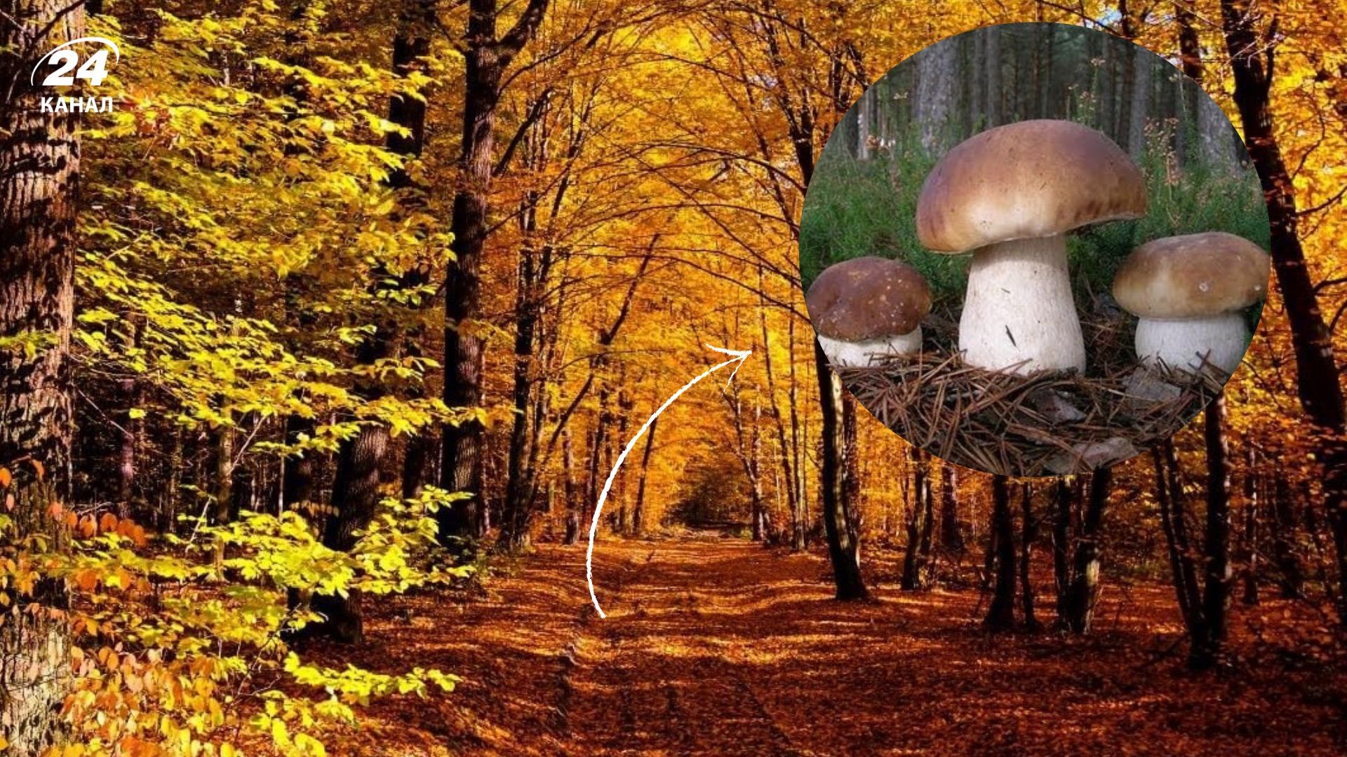 Чи можна знайти білі гриби гриби у листопаді 