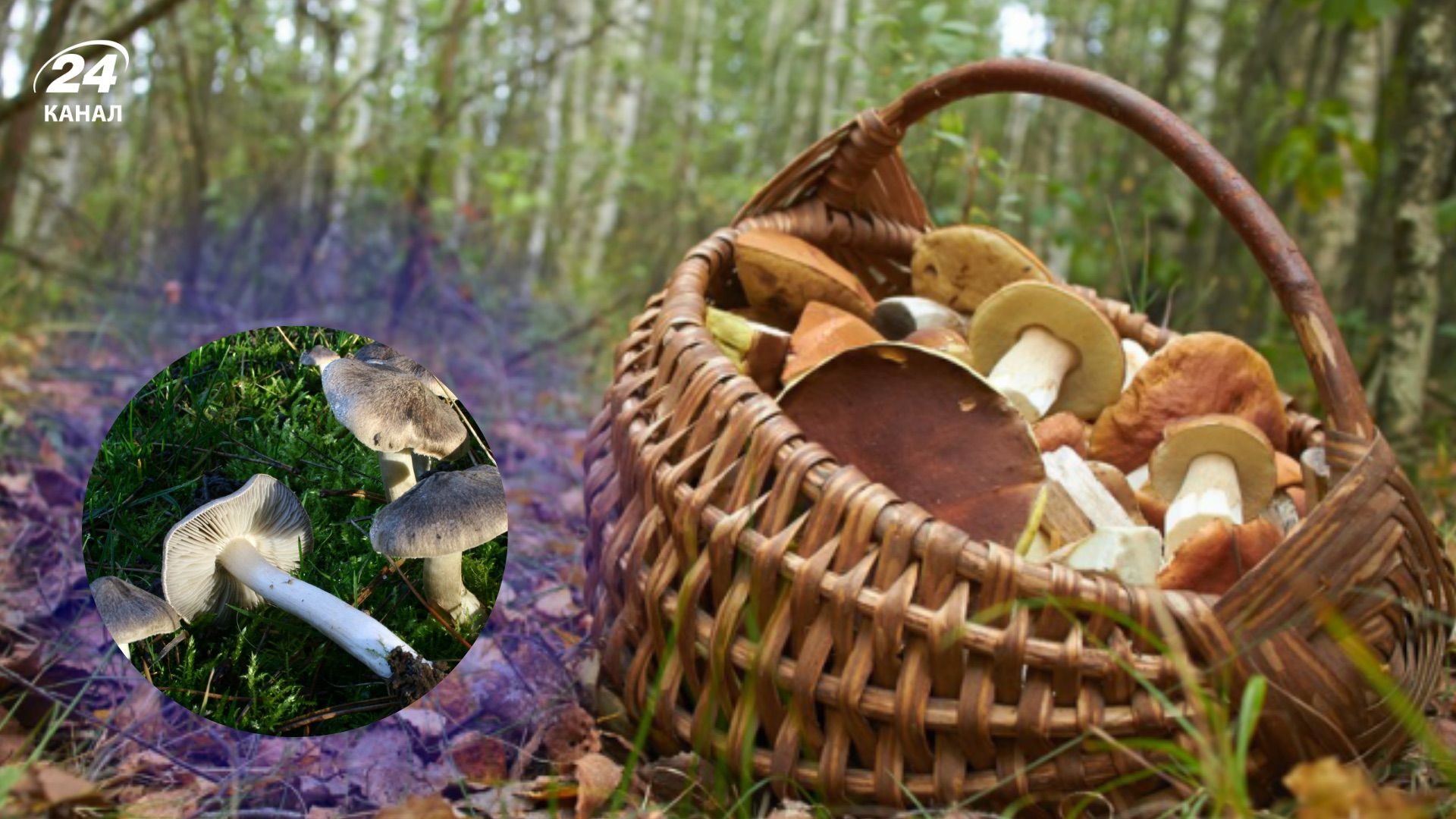 Грибы Рядовки