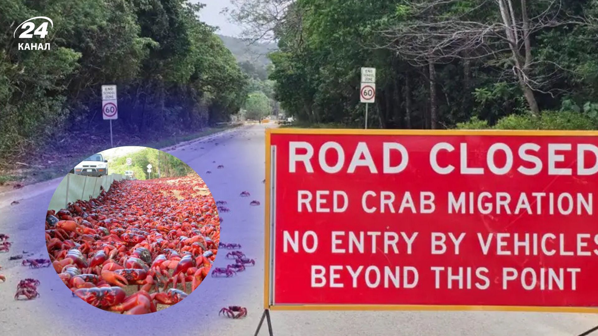 Крабы перекрыли дорогу