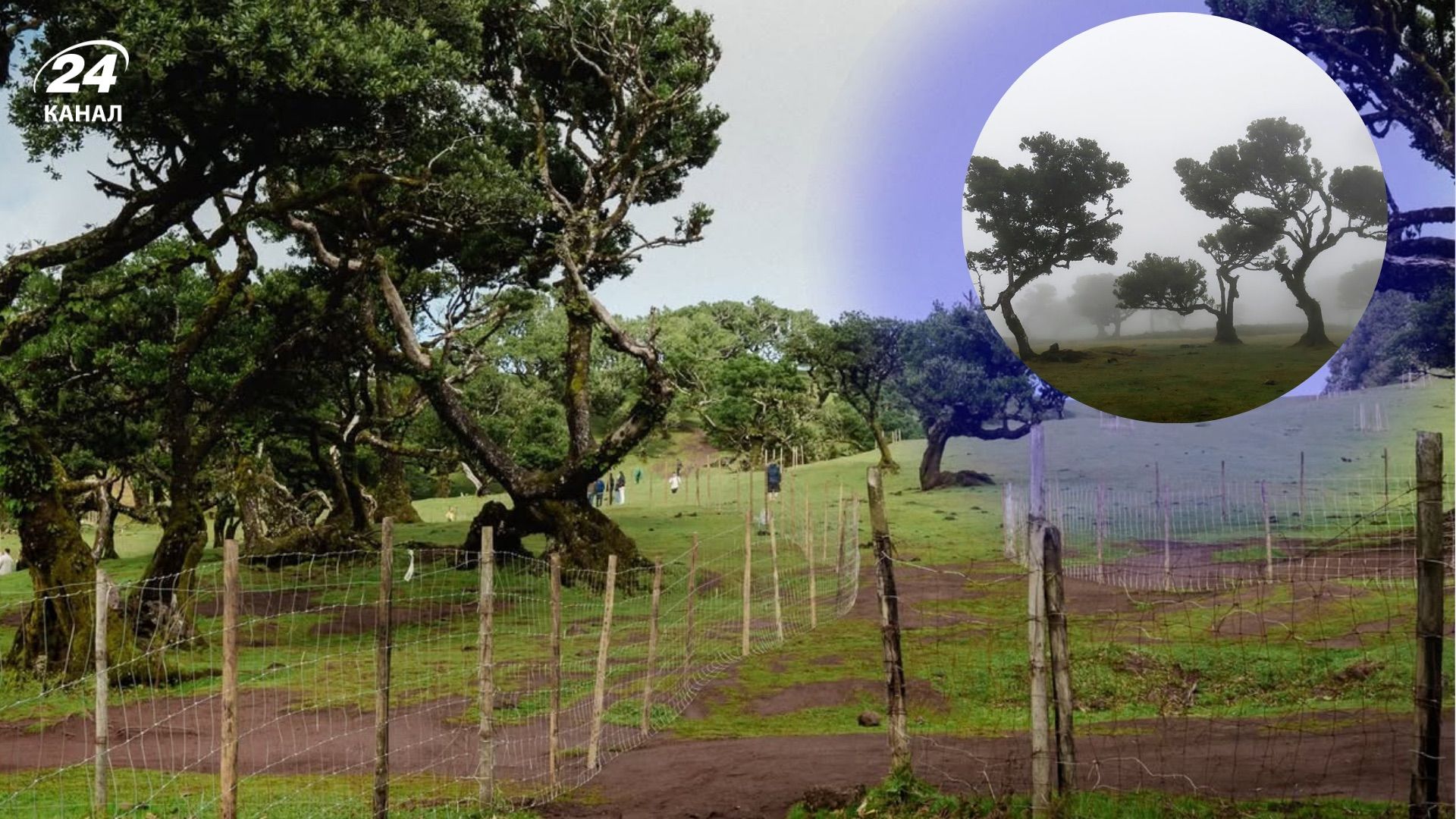 Закриття Фаналського лісу Закриття Фаналського лісу