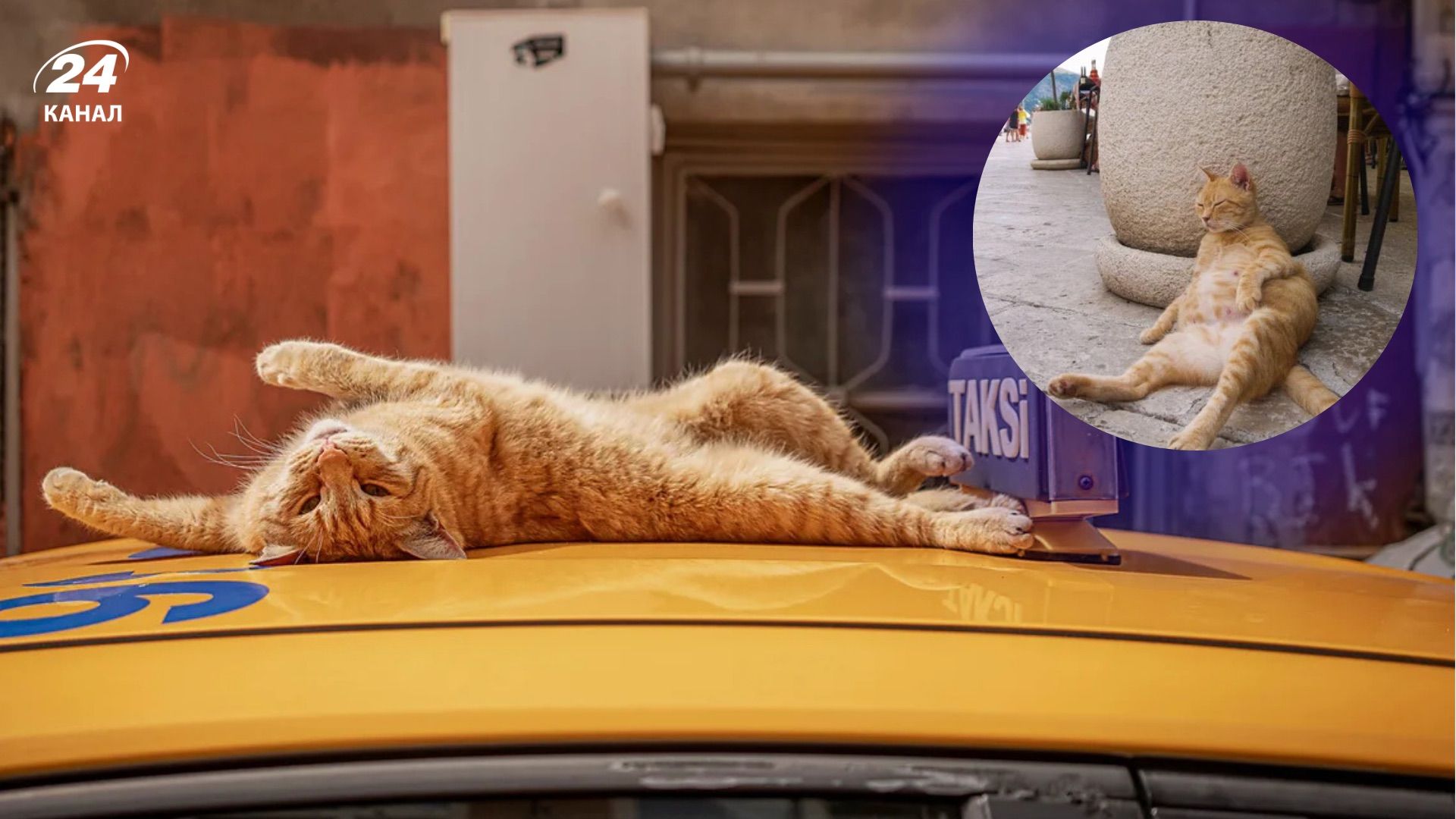 Місто, де коти правлять вулицями 