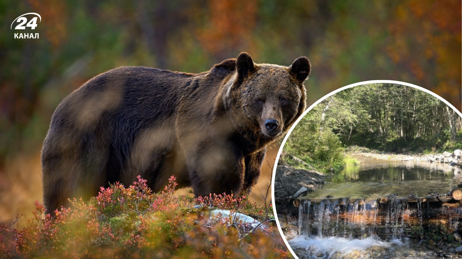 У Карпатах встановили форелепади, щоб ведмеді не шукали їжу на фермах У Карпатах встановили форелепади, щоб ведмеді не шукали їжу на фермах