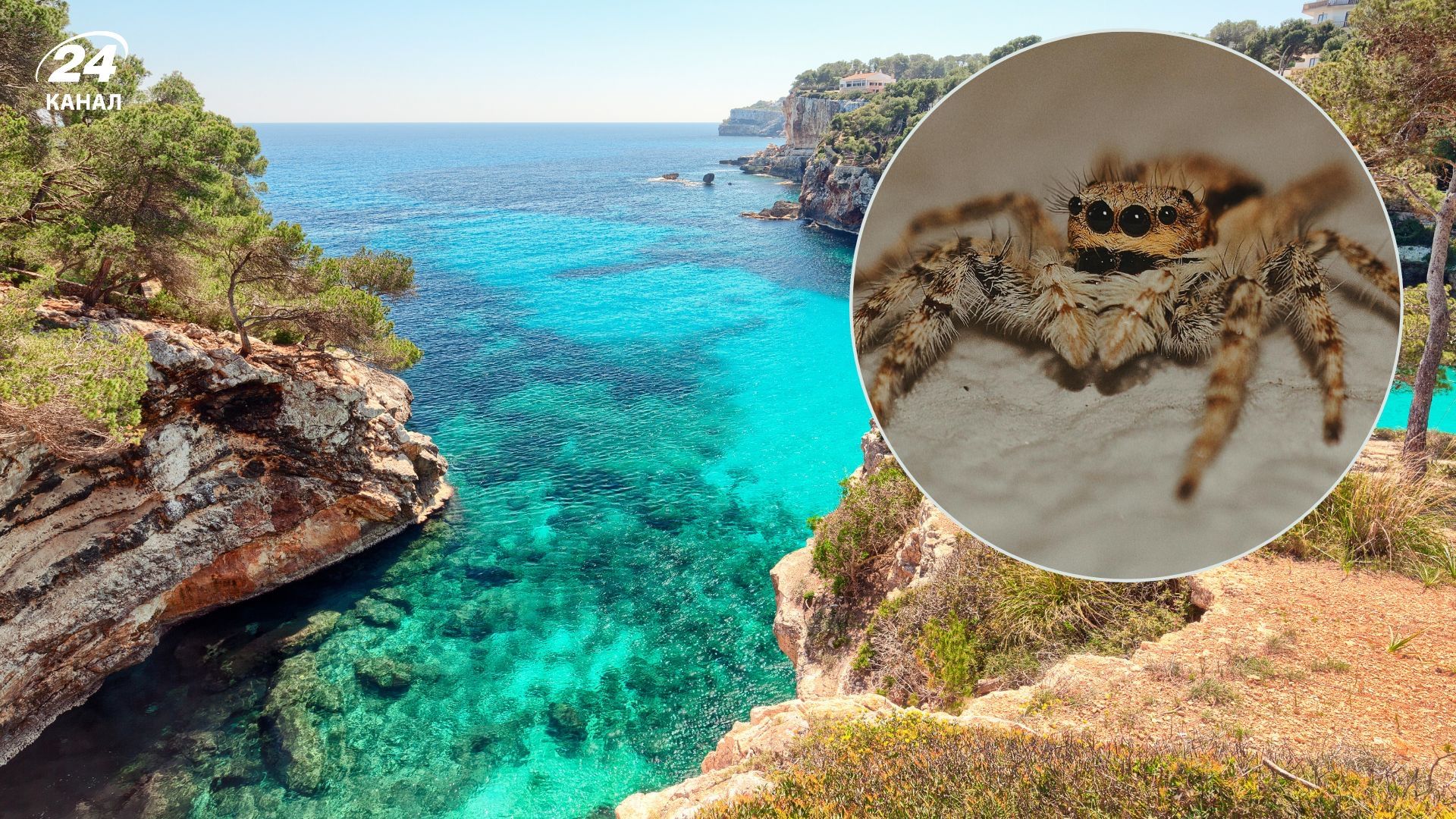 Укуси павуків в Іспанії