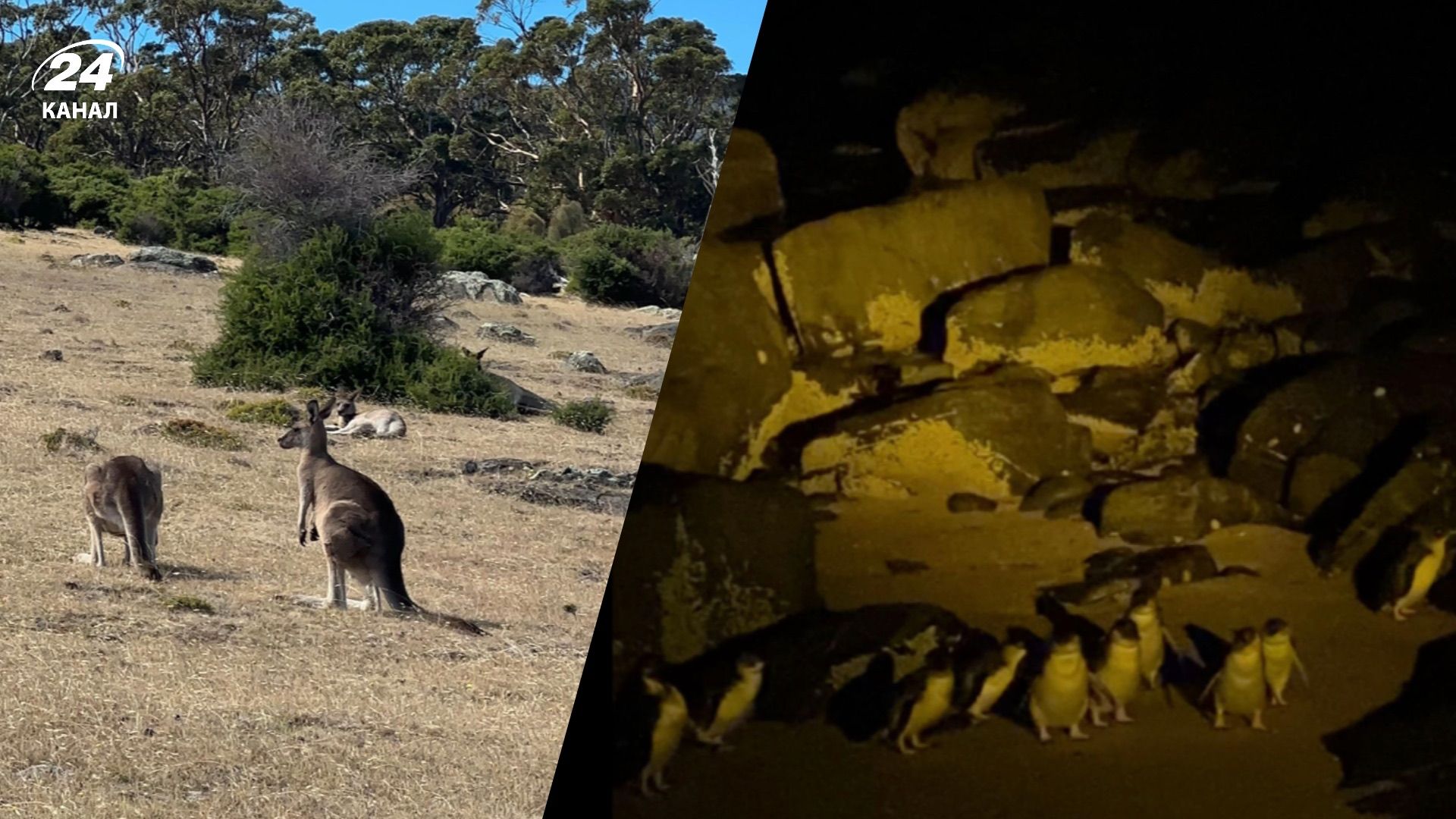 Що вас може вразити під час подорожі до Австралії