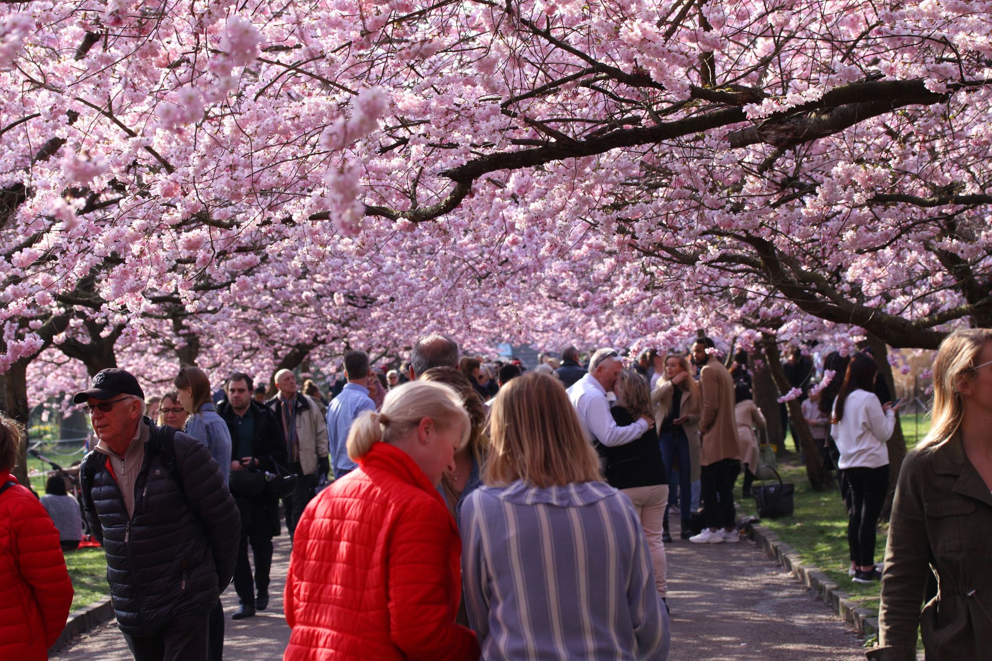 Куди поїхати, щоб побачити цвітіння сакур - найкращі локації світу