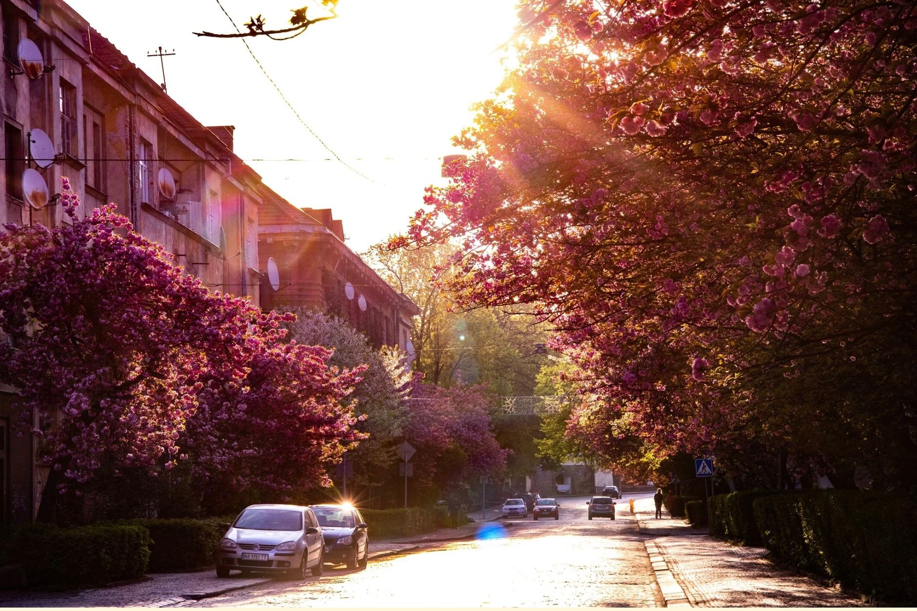Когда в Ужгороде зацветут сакуры и почему путешествие надо бронировать еще в феврале