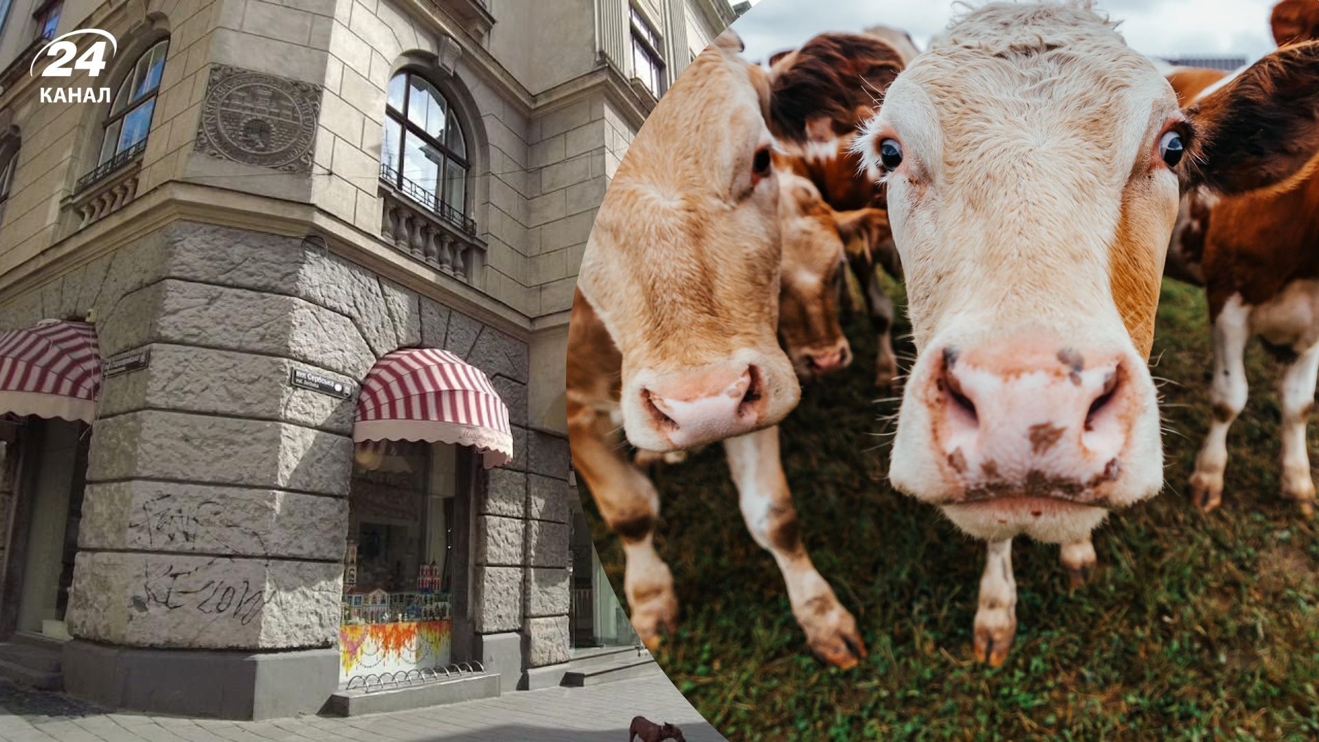 На цій вулиці у центрі Львова колись продавали худобу - відео