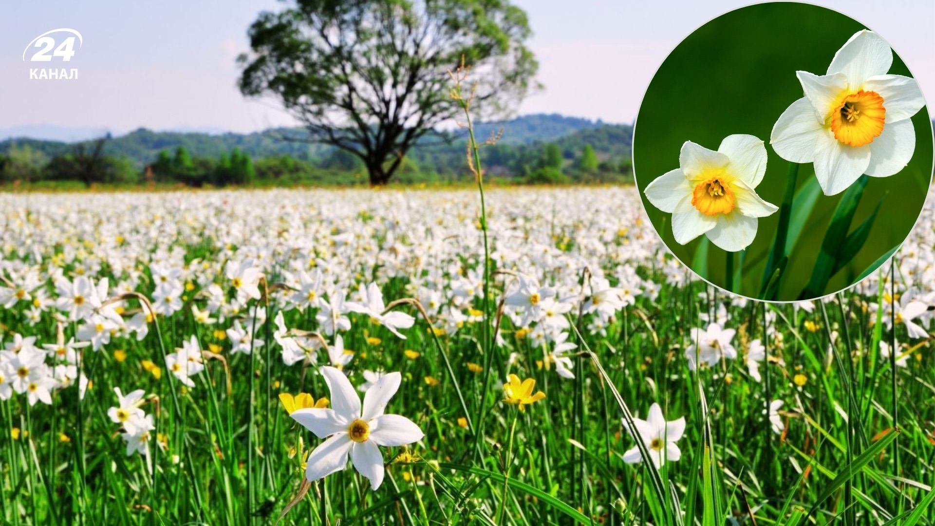 Долина Нарцисів Долина Нарцисів