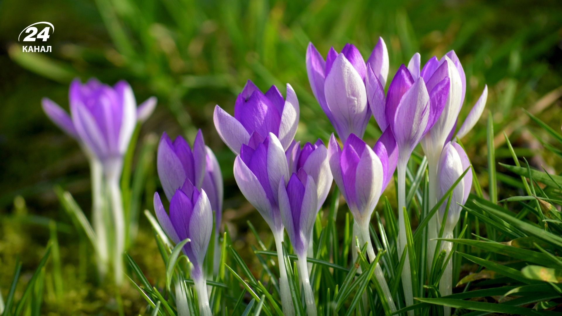 Цветение крокусов