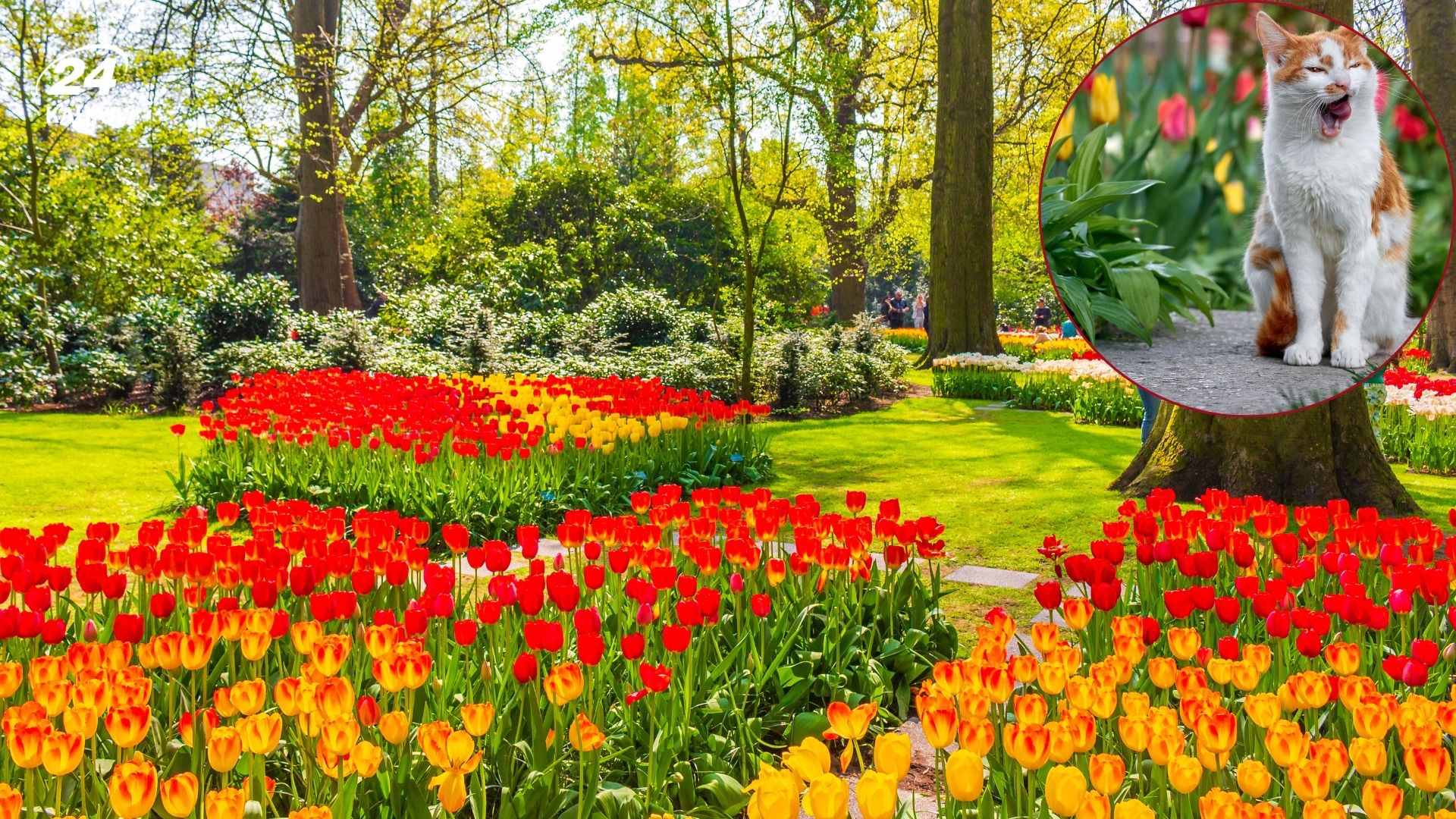 Коли цвітуть тюльпани та де розташовані найкраші локації, щоб їх побачити