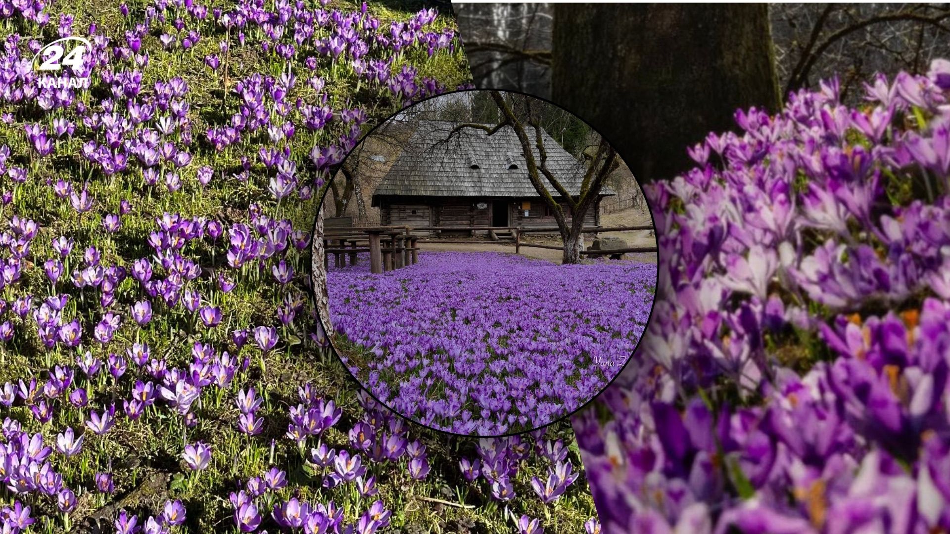 Где цветут крокусы