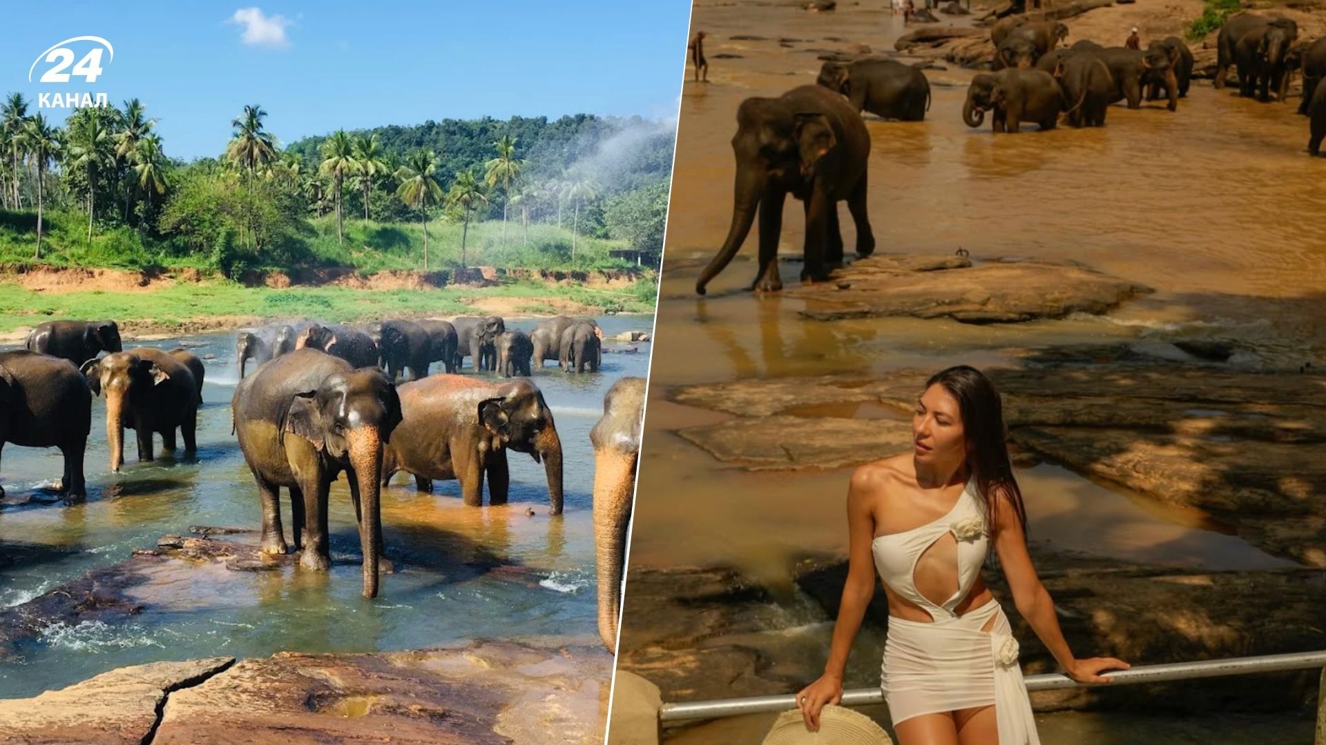 Украинка рассказала печальную правду о приюте для слонов Пиннавела на Шри-Ланке Украинка рассказала печальную правду о приюте для слонов Пиннавела на Шри-Ланке
