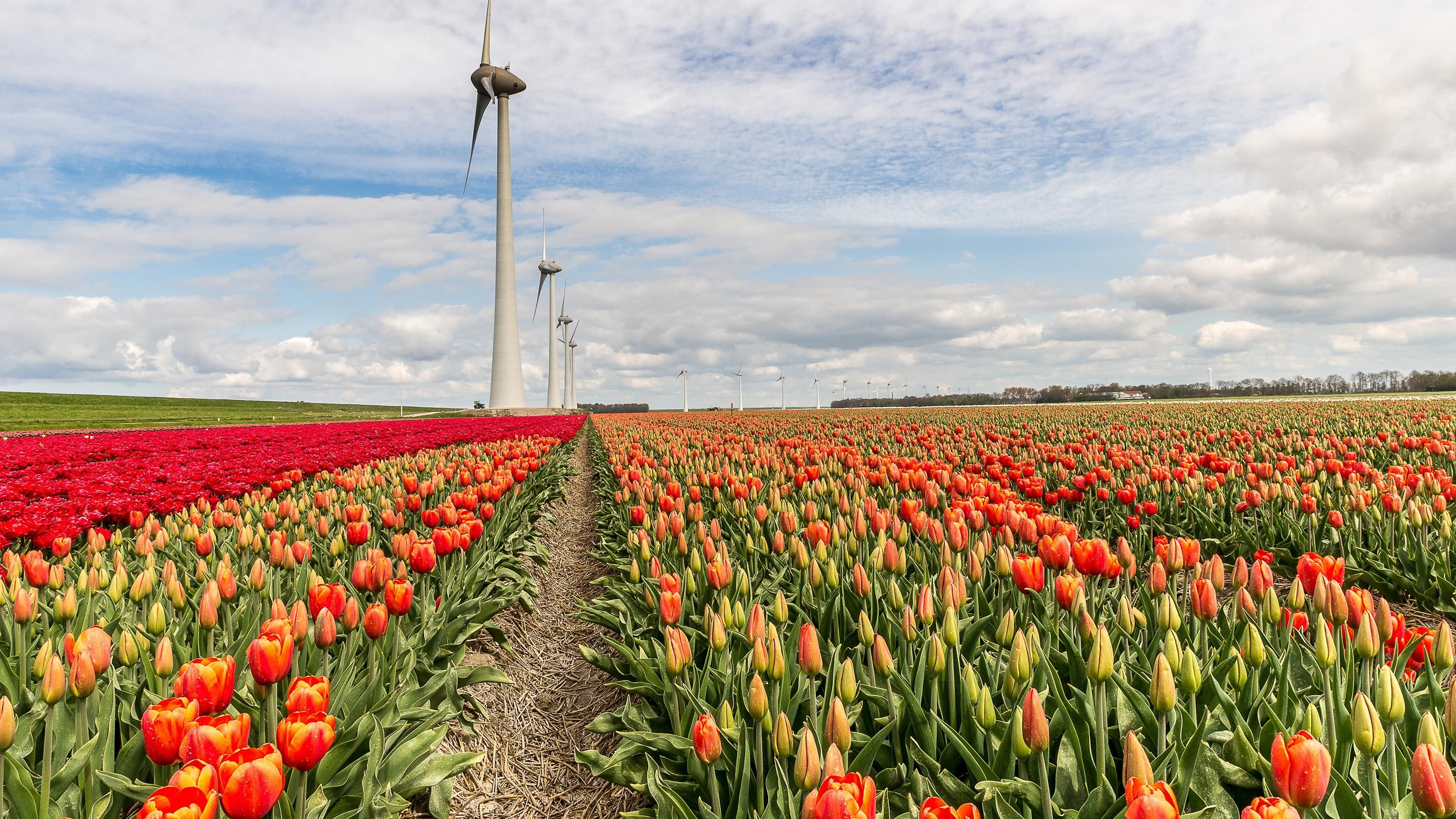 Нідерланди відомі тюльпановими полями Нідерланди відомі тюльпановими полями