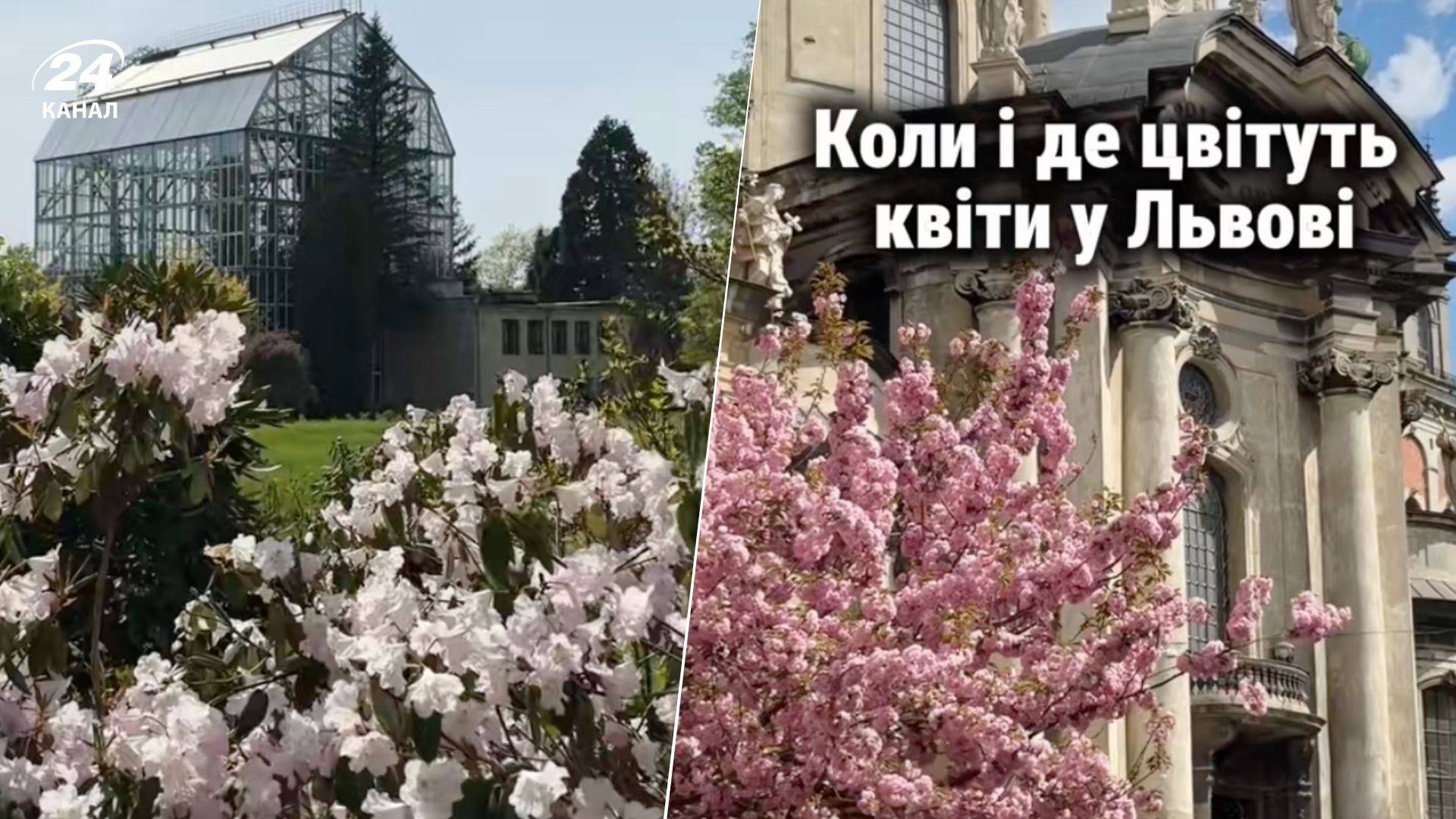 Когда во Львове цветут сакуры, магнолии и другие цветы - лучшие локации