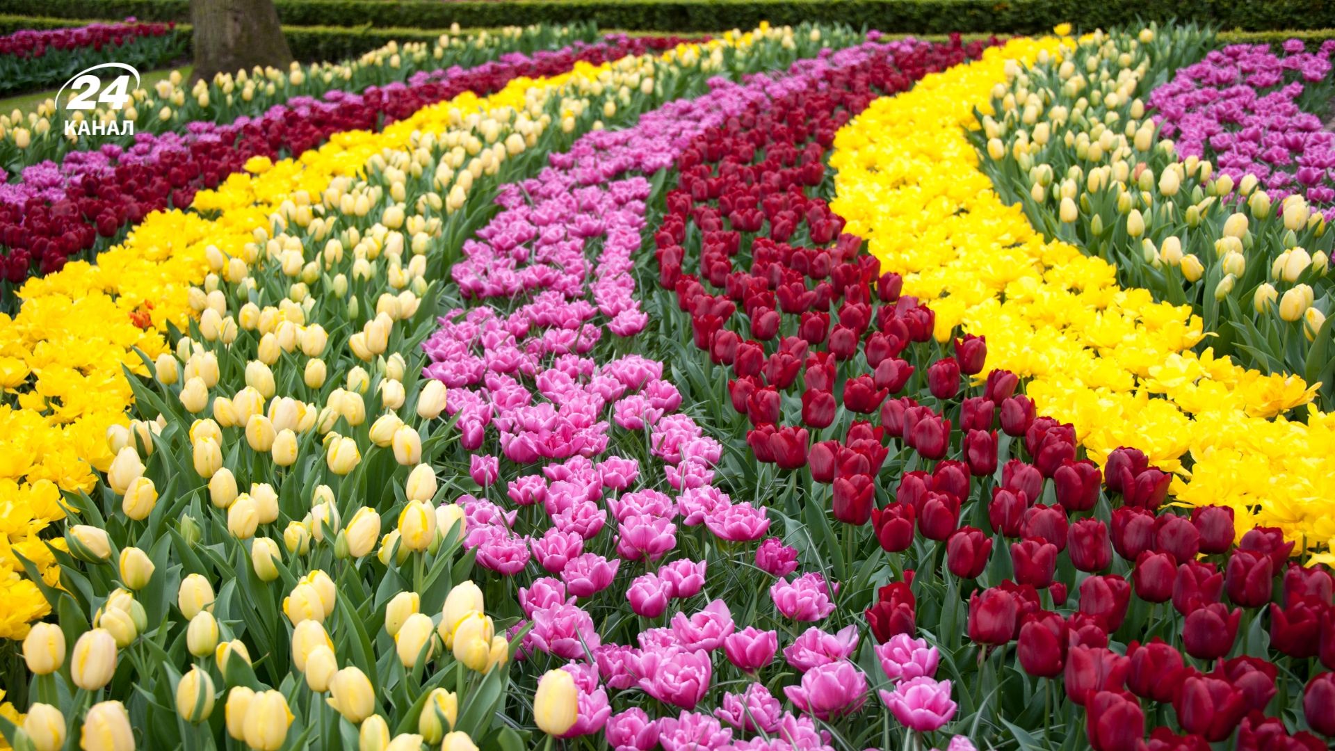 Неймовірна краса: найкращі місця, щоб побачити тюльпани у Нілерландах - Travel