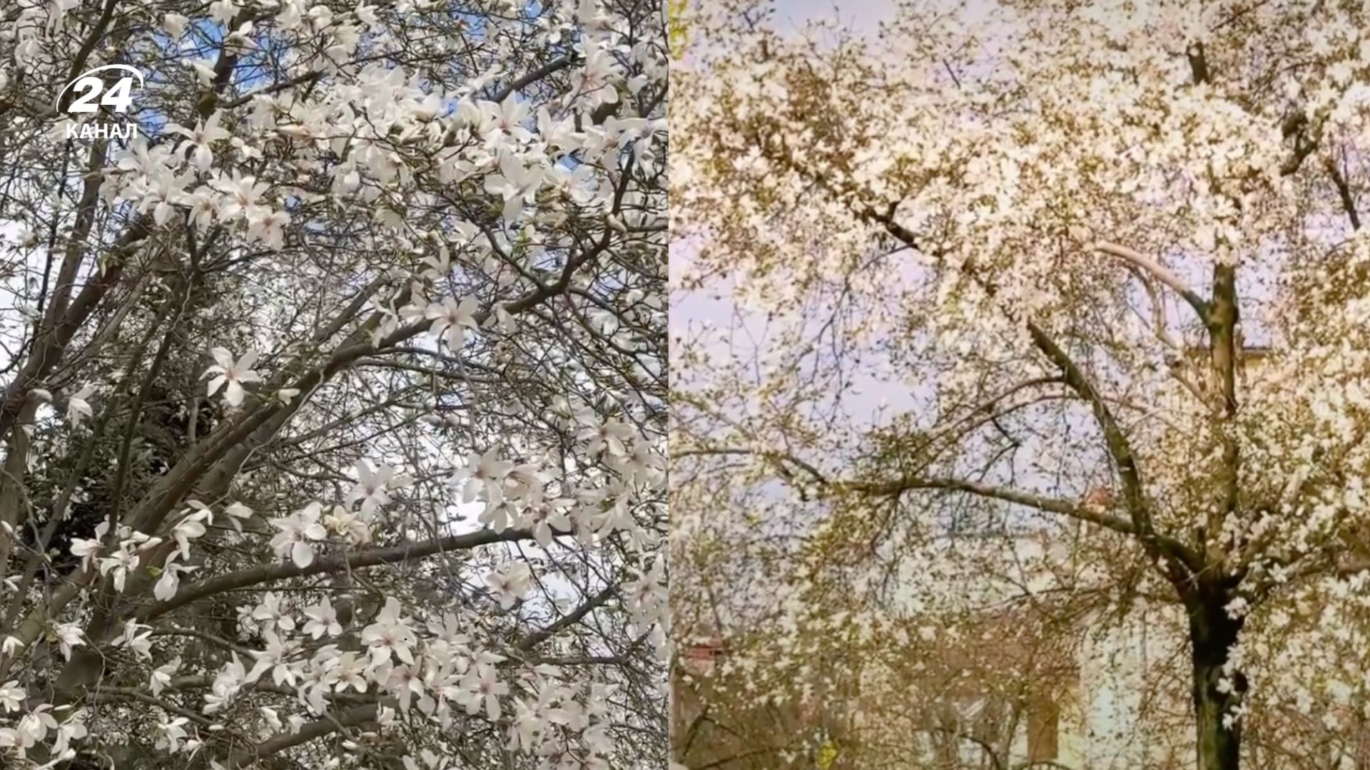 Де на Закарпатті цвітуть магнолії Де на Закарпатті цвітуть магнолії