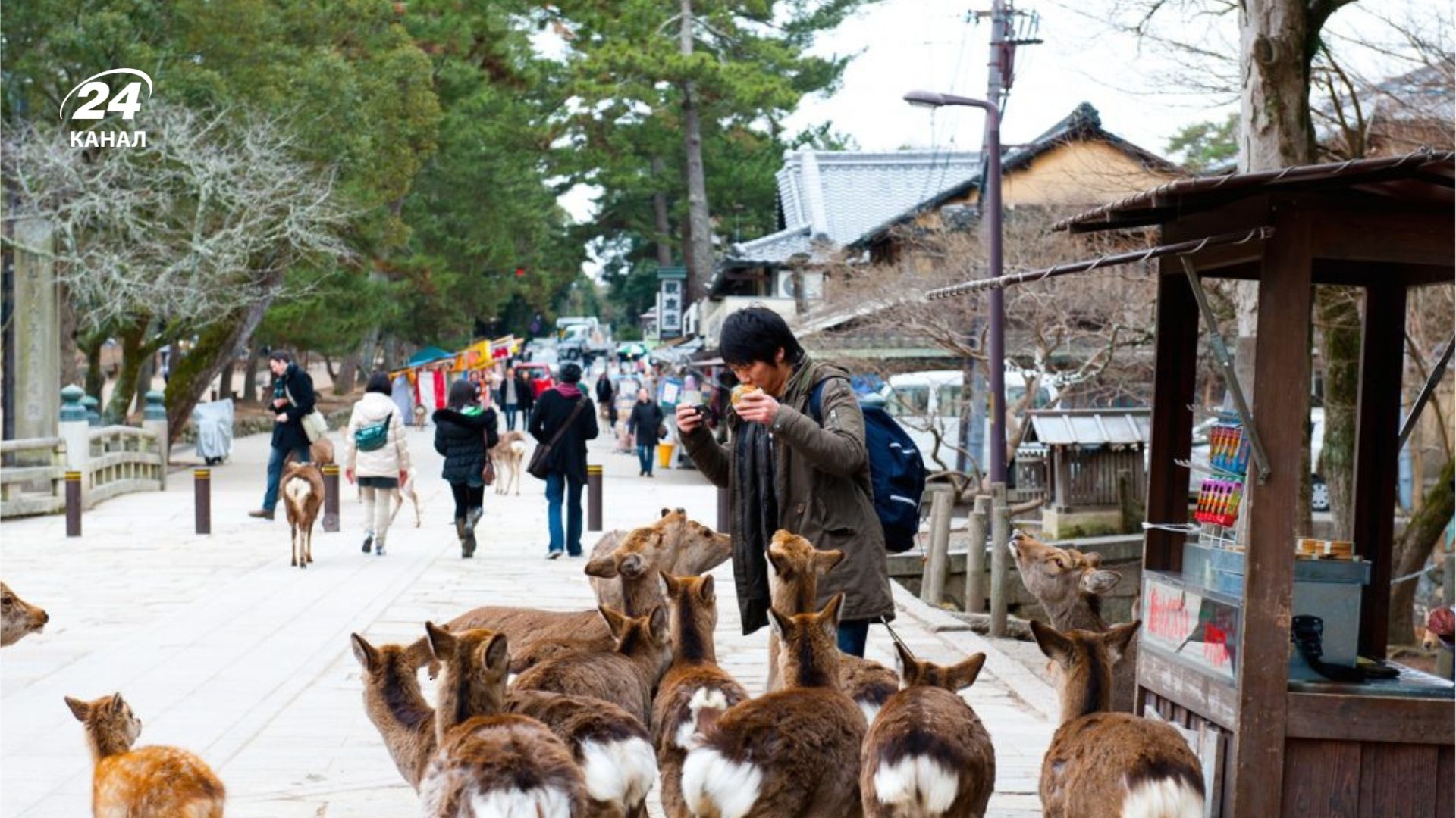 В этом городе можно погулять посреди оленей В этом городе можно погулять посреди оленей