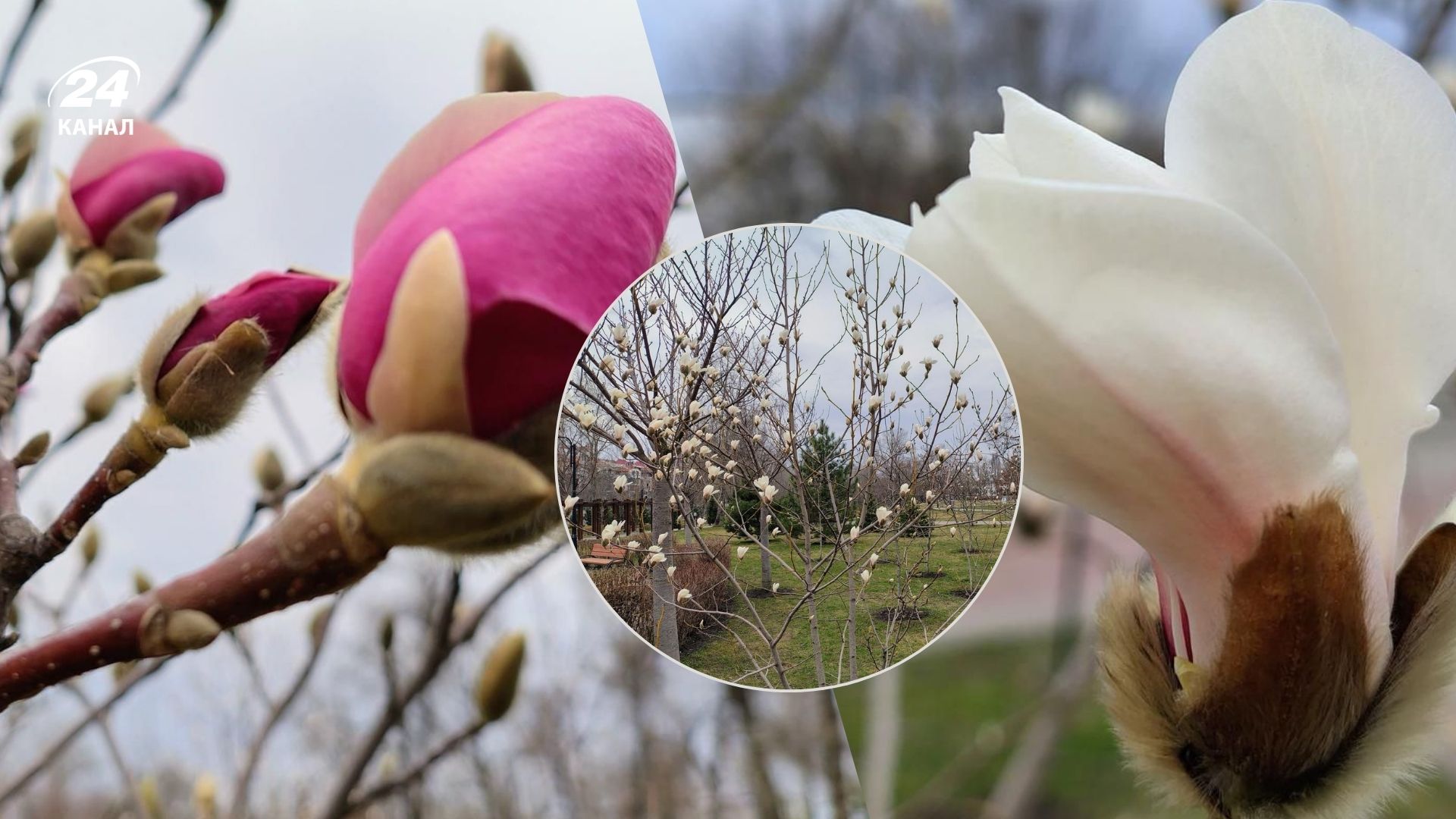 В Киеве начали цвести магнолии и сакуры в Киеве