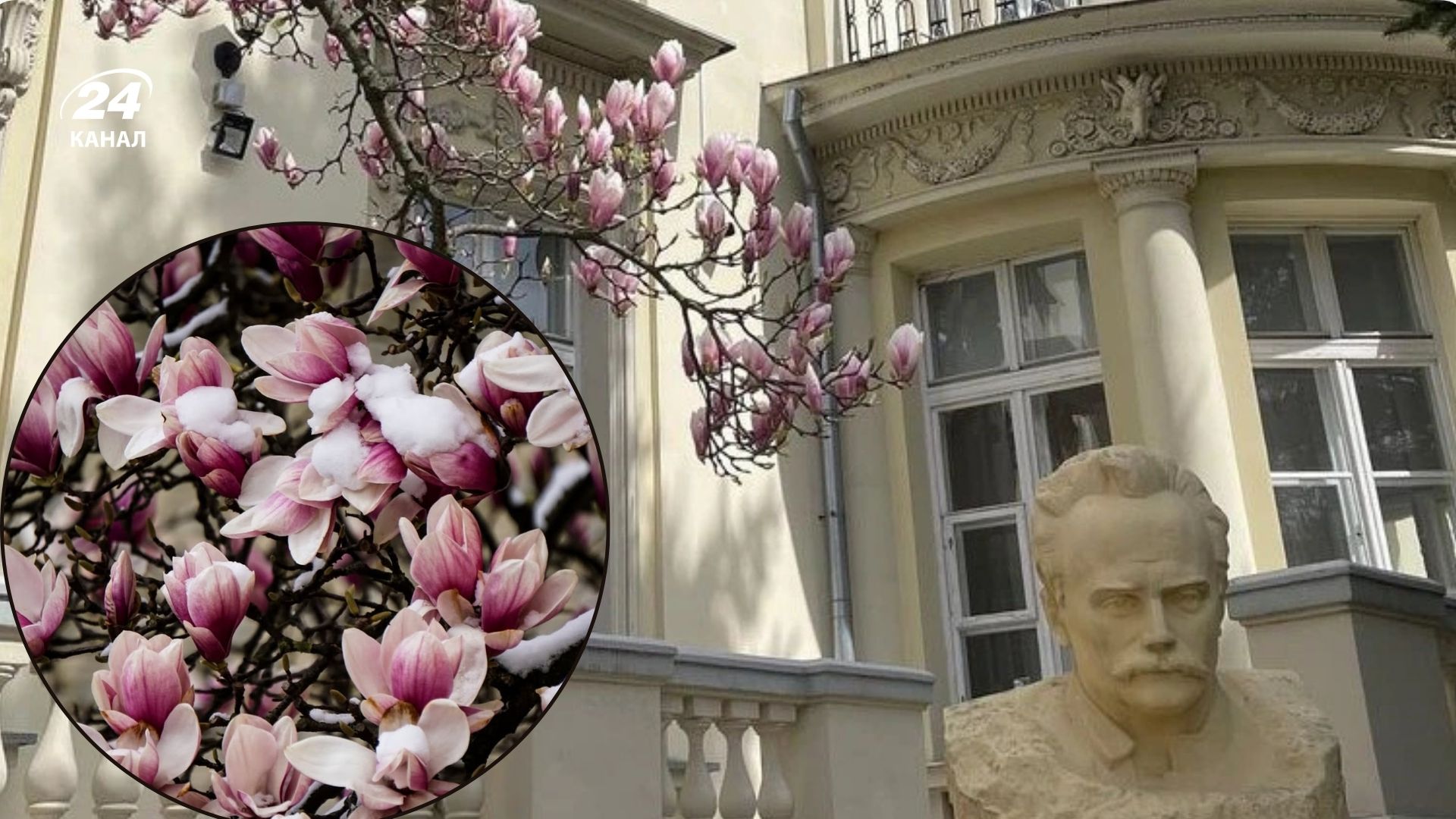 Во Львове зацвела самая старая магнолия: поспешите полюбоваться красотой