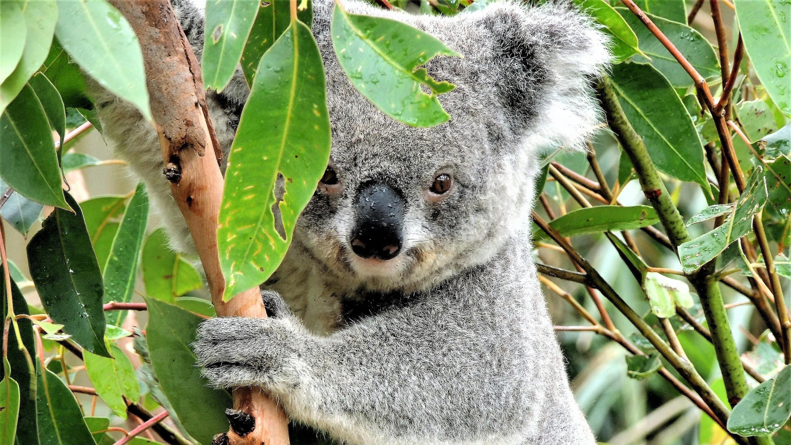 Австралійський острів вражає коалами