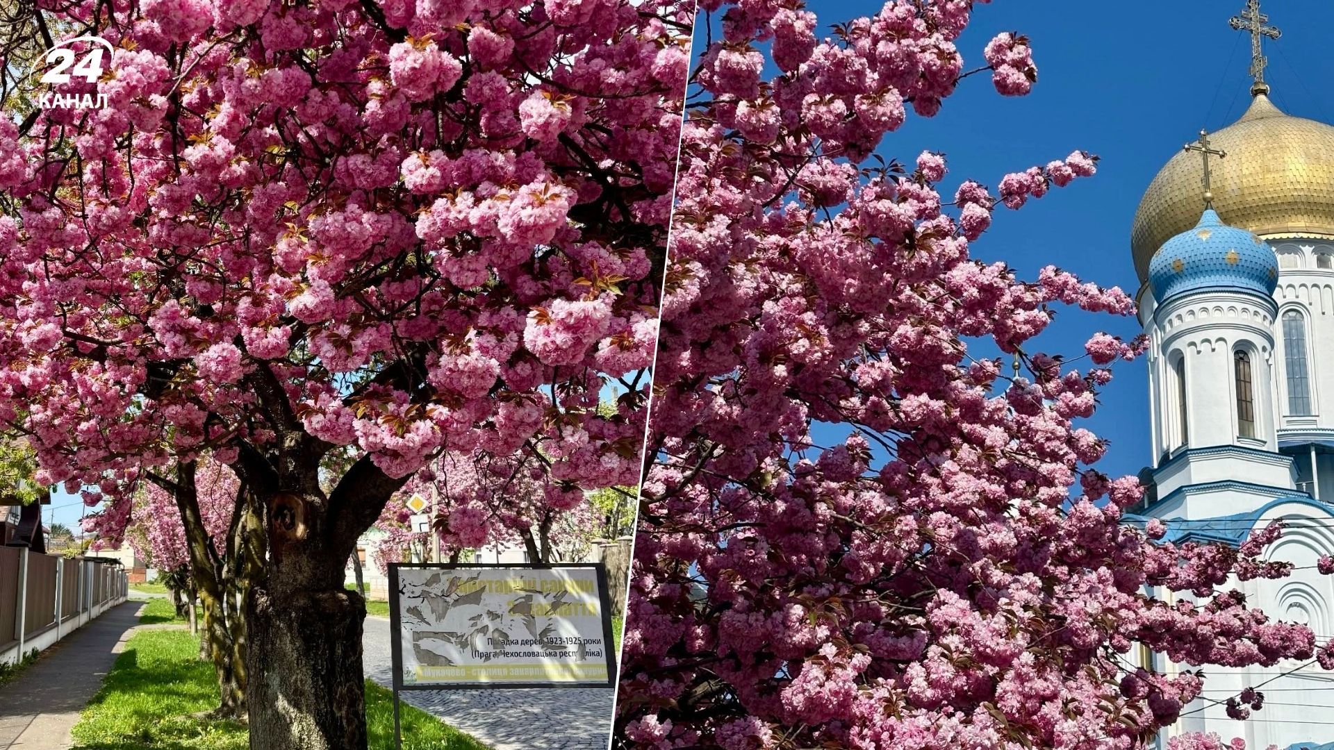 Сколько стоит поездка в Мукачево на сакуры - украинка назвала цены Сколько стоит поездка в Мукачево на сакуры - украинка назвала цены
