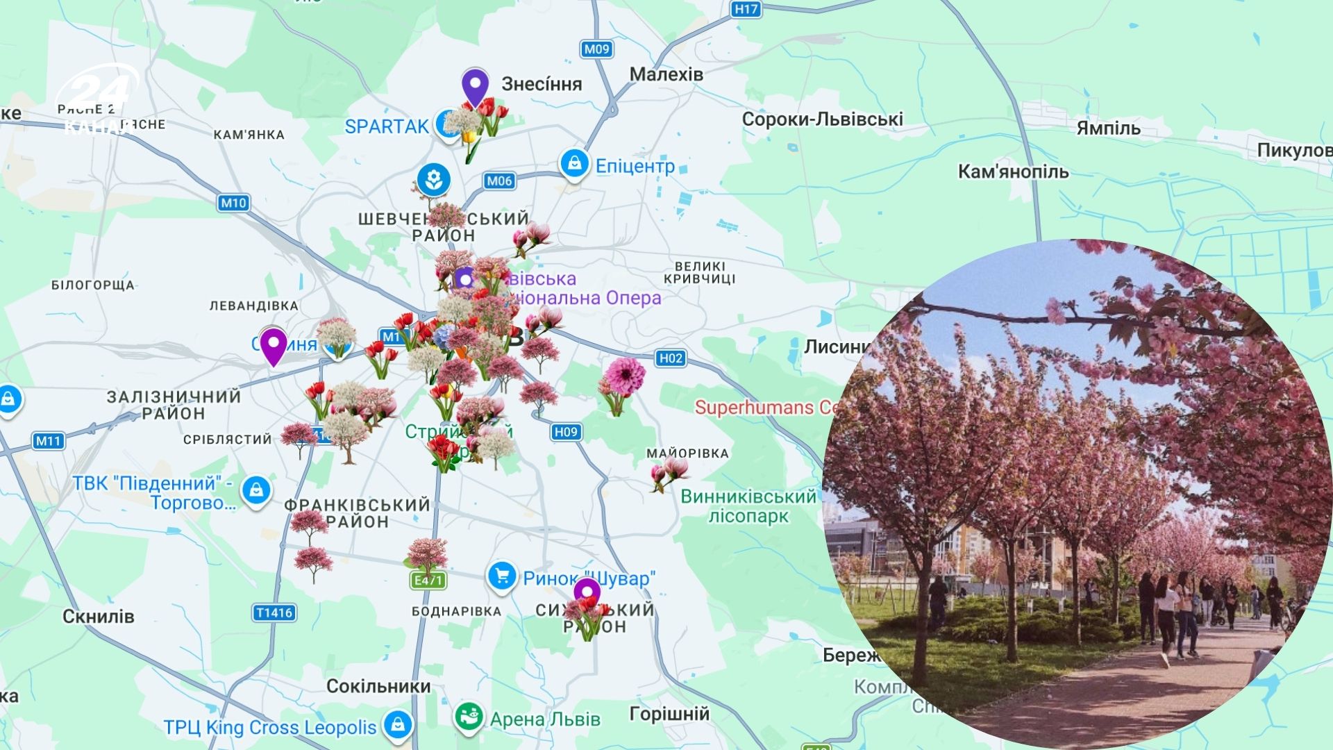 Сакуры во Львове Сакуры во Львове