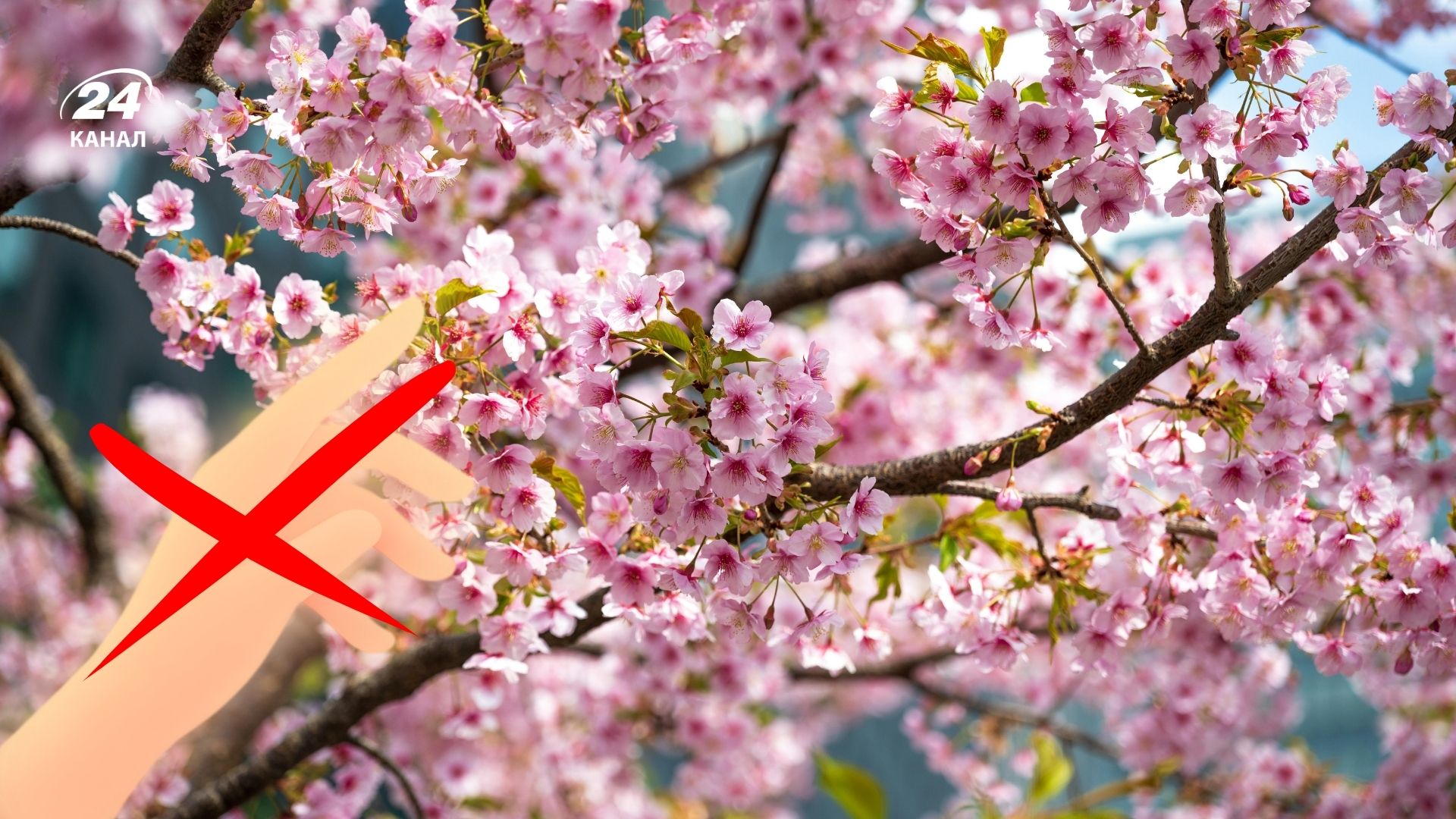 Не треба трусити дерева