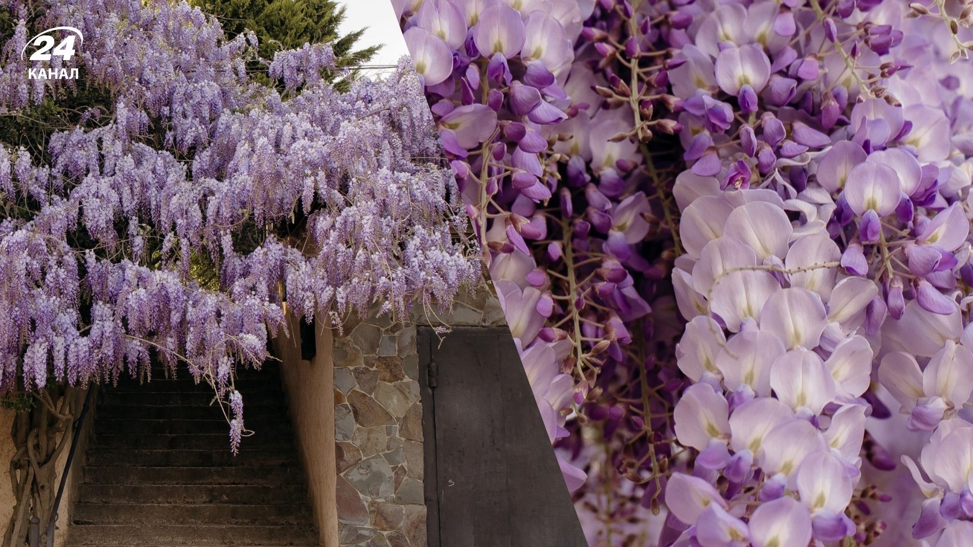 В Ужгороде расцвели глицинии - где их искать в городе