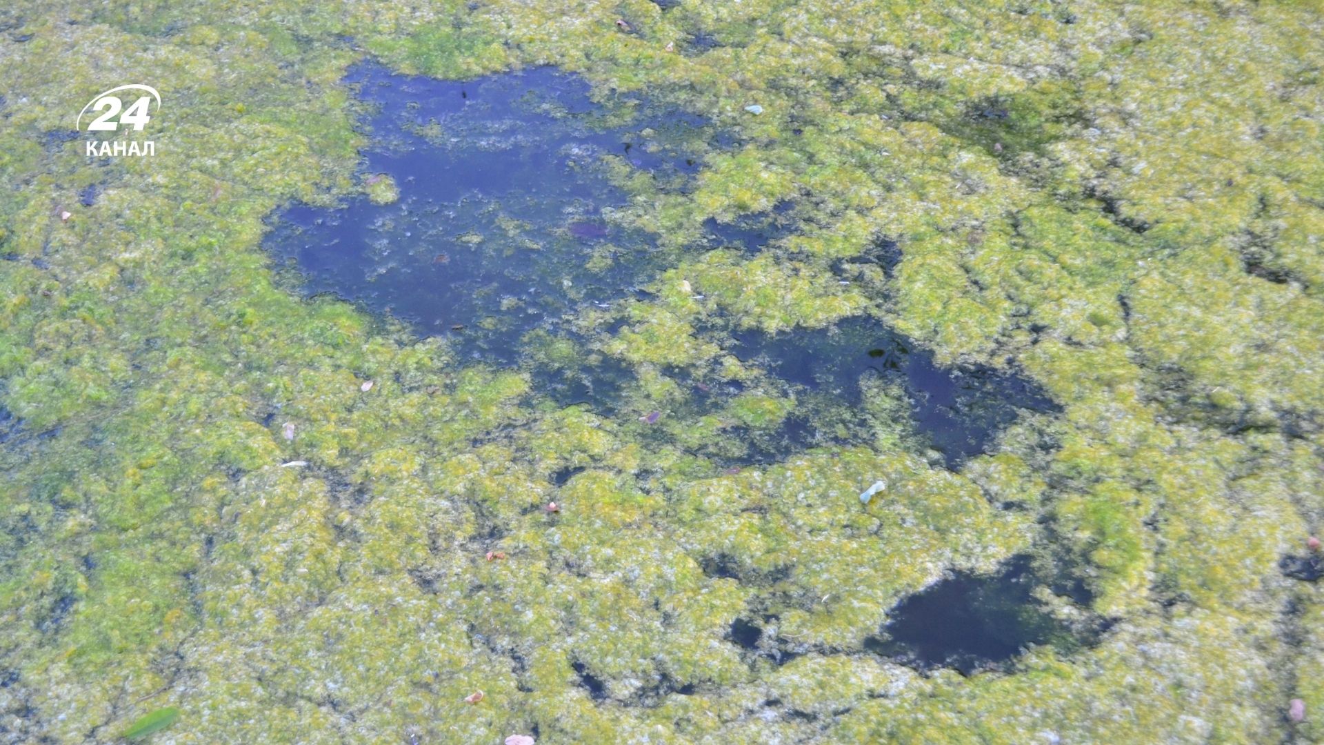 Цветение воды Цветение воды
